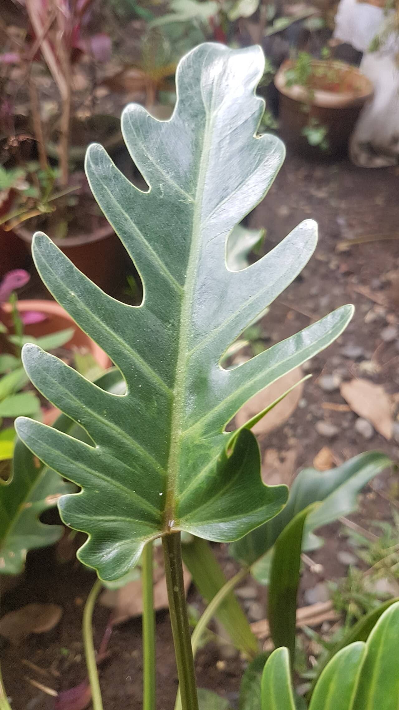 Close view of Winterbourn Philodendron (Philodendron xanadu) foliage.