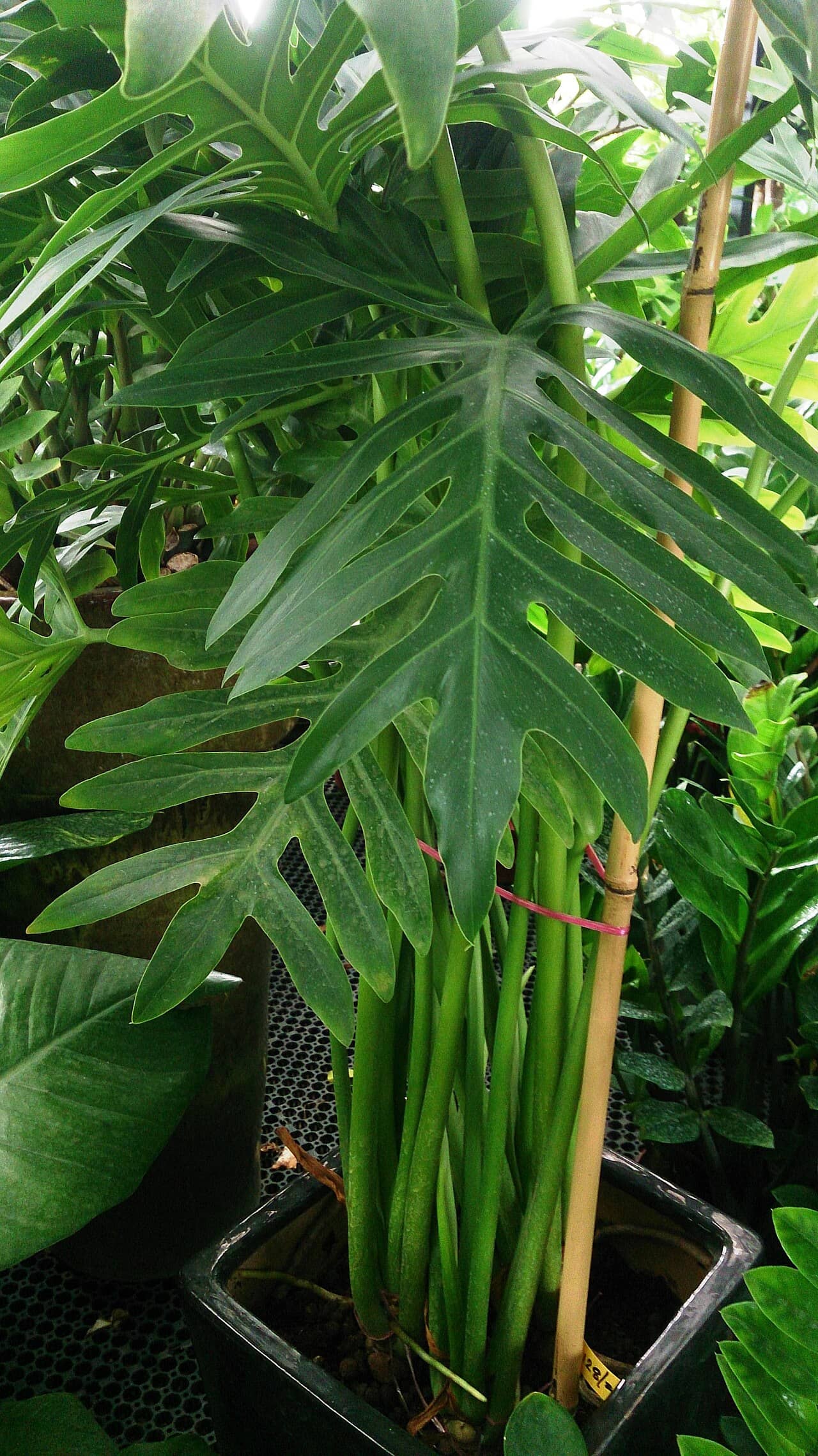 Winterbourn Philodendron (Philodendron xanadu) growing in a pot.