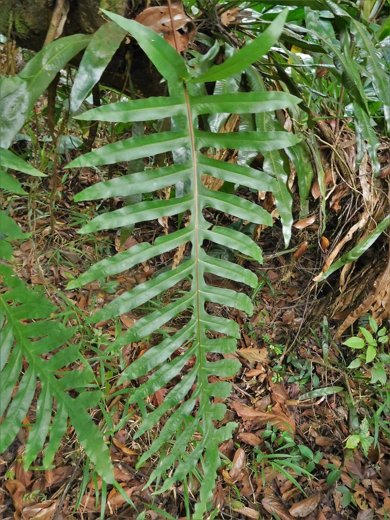 Blue Star Fern (Phlebodium aureum), the whole plant.