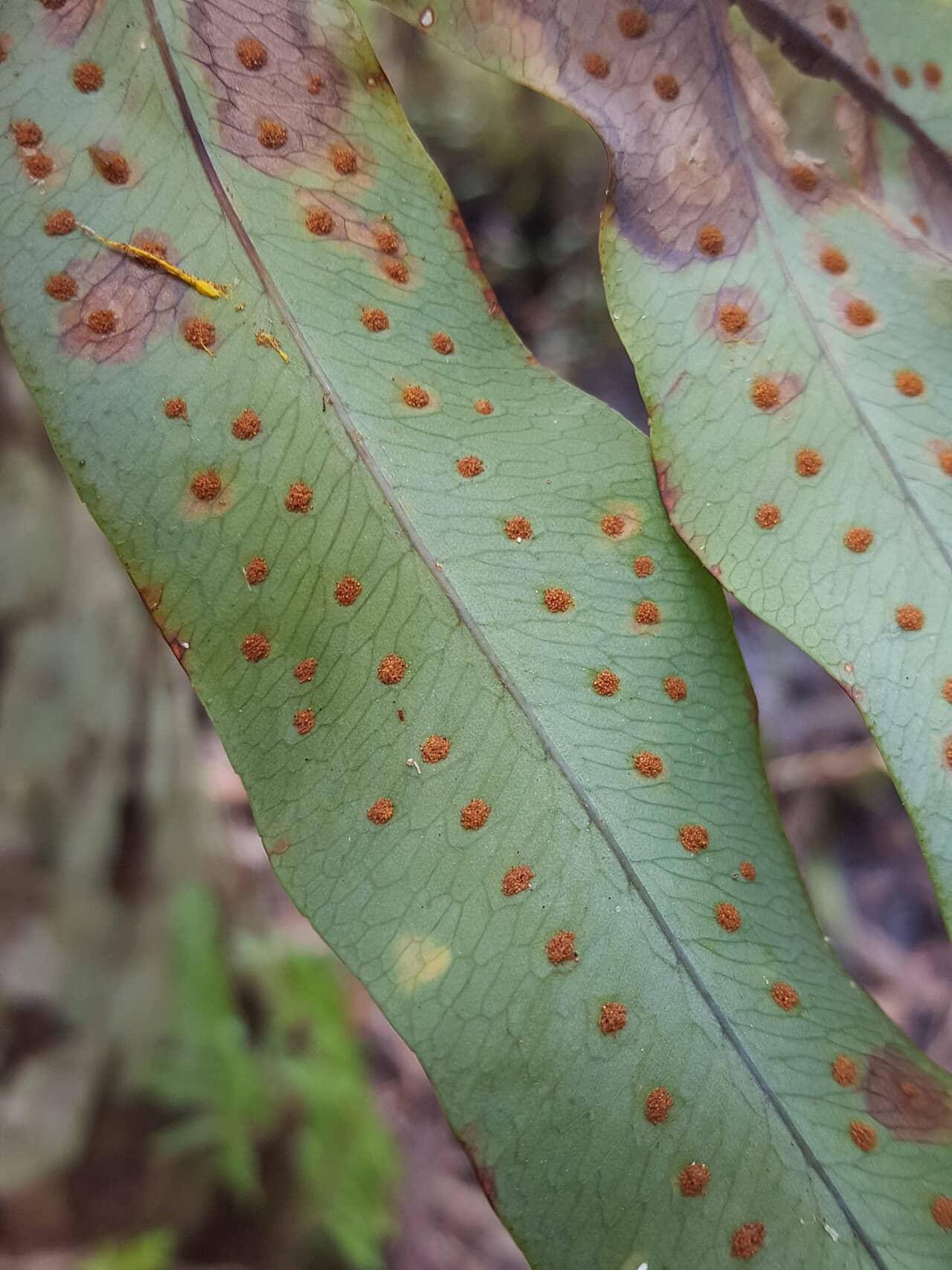 Close view of Blue Star Fern (Phlebodium aureum) foliage.