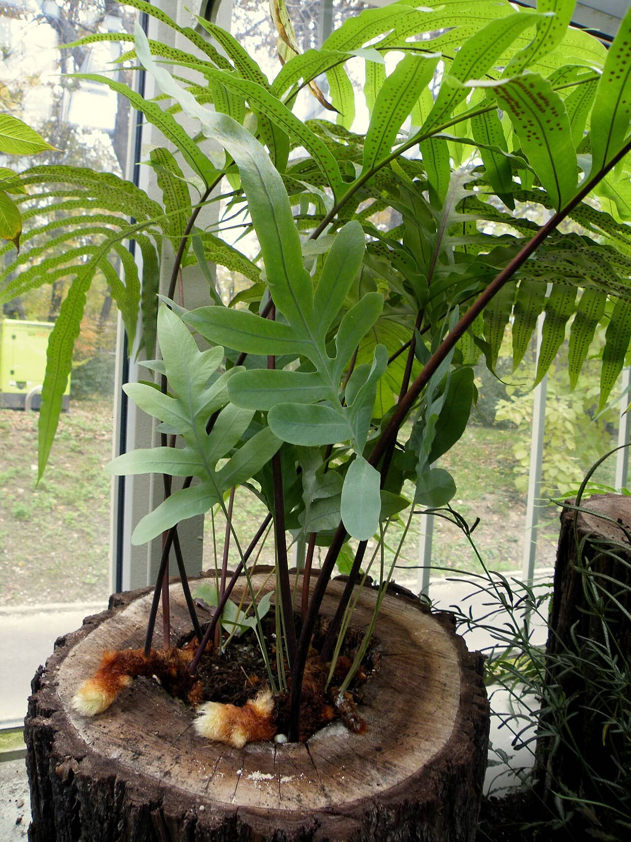Blue Star Fern (Phlebodium aureum) growing in a pot.