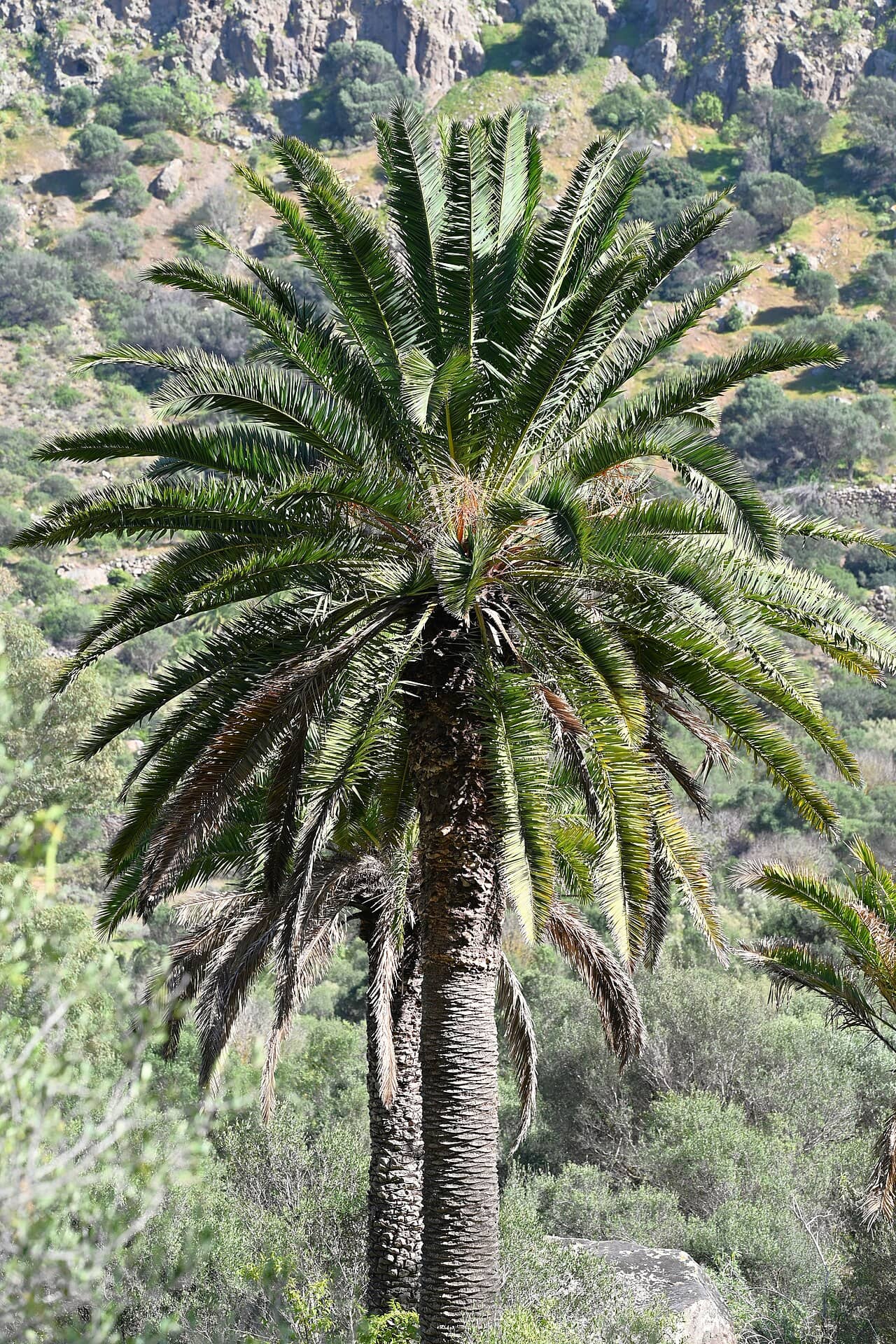 Canary Date Palm (Phoenix canariensis), the whole plant.