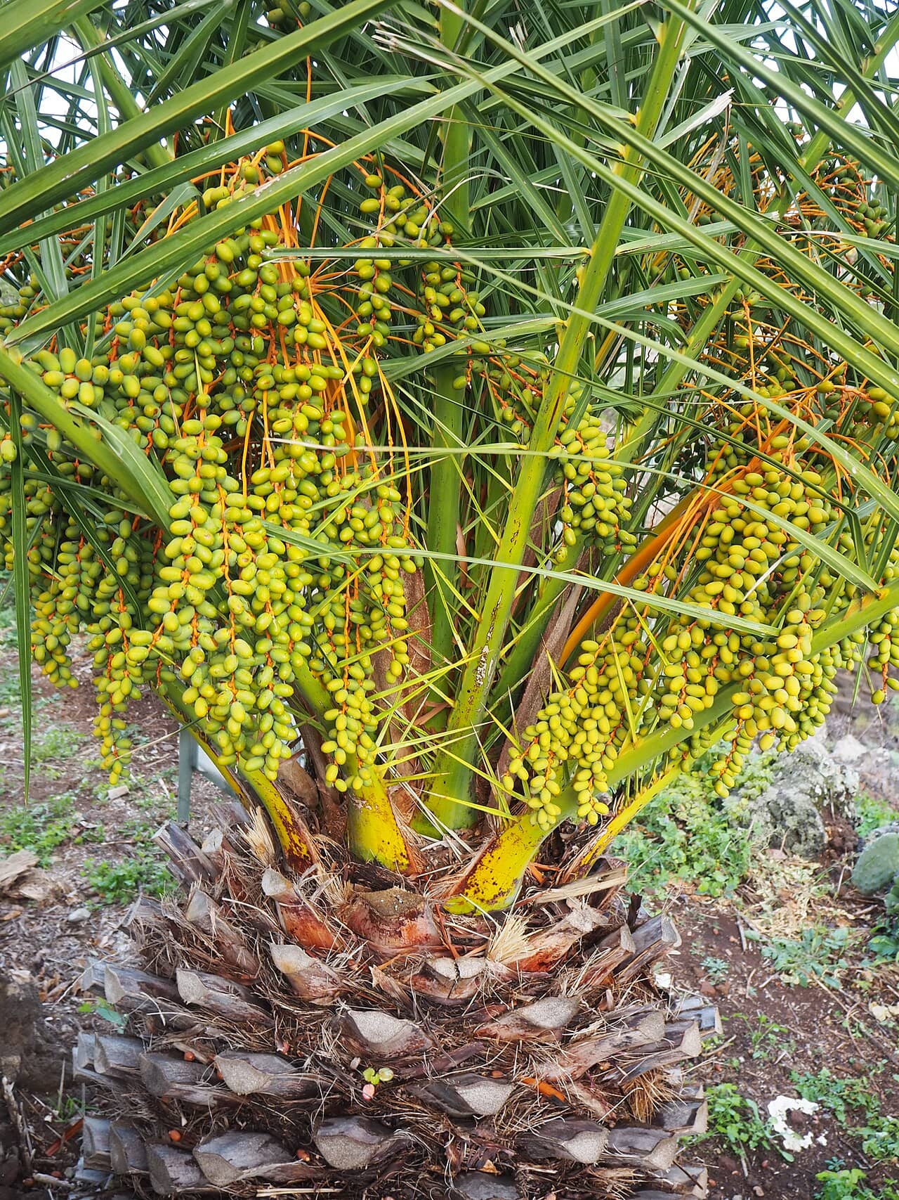 Close view of Canary Date Palm (Phoenix canariensis) foliage.