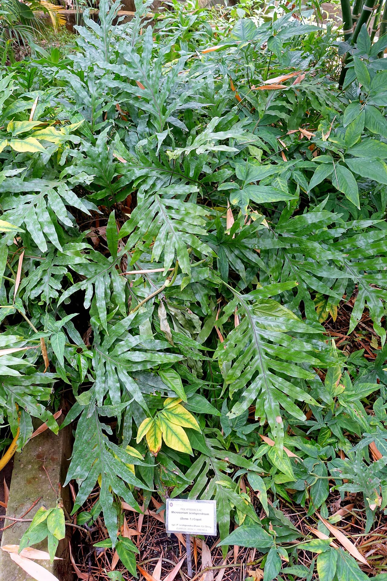 Monarch Fern (Phymatosorus scolopendria), the whole plant.