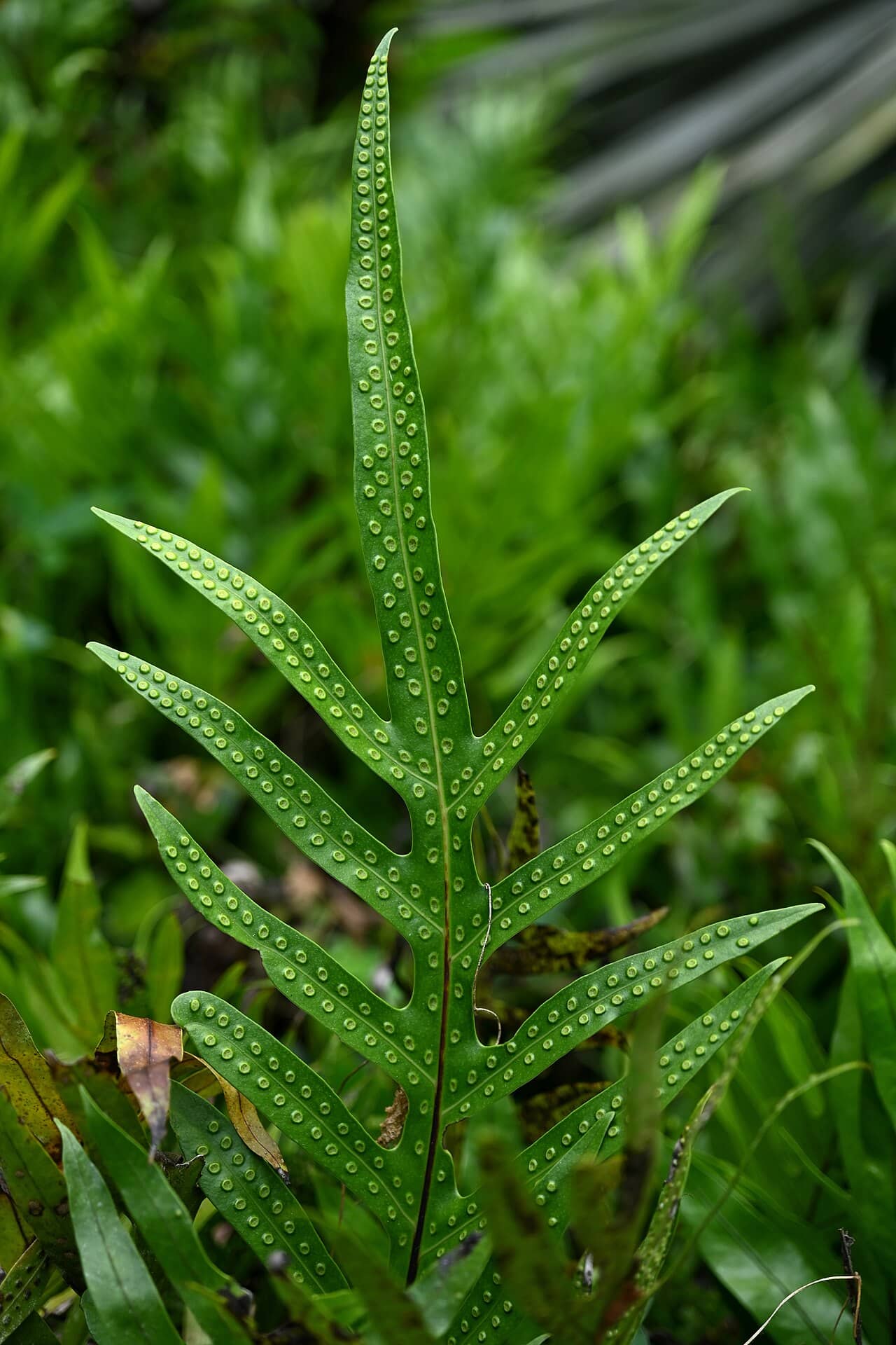 Close view of Monarch Fern (Phymatosorus scolopendria) foliage.