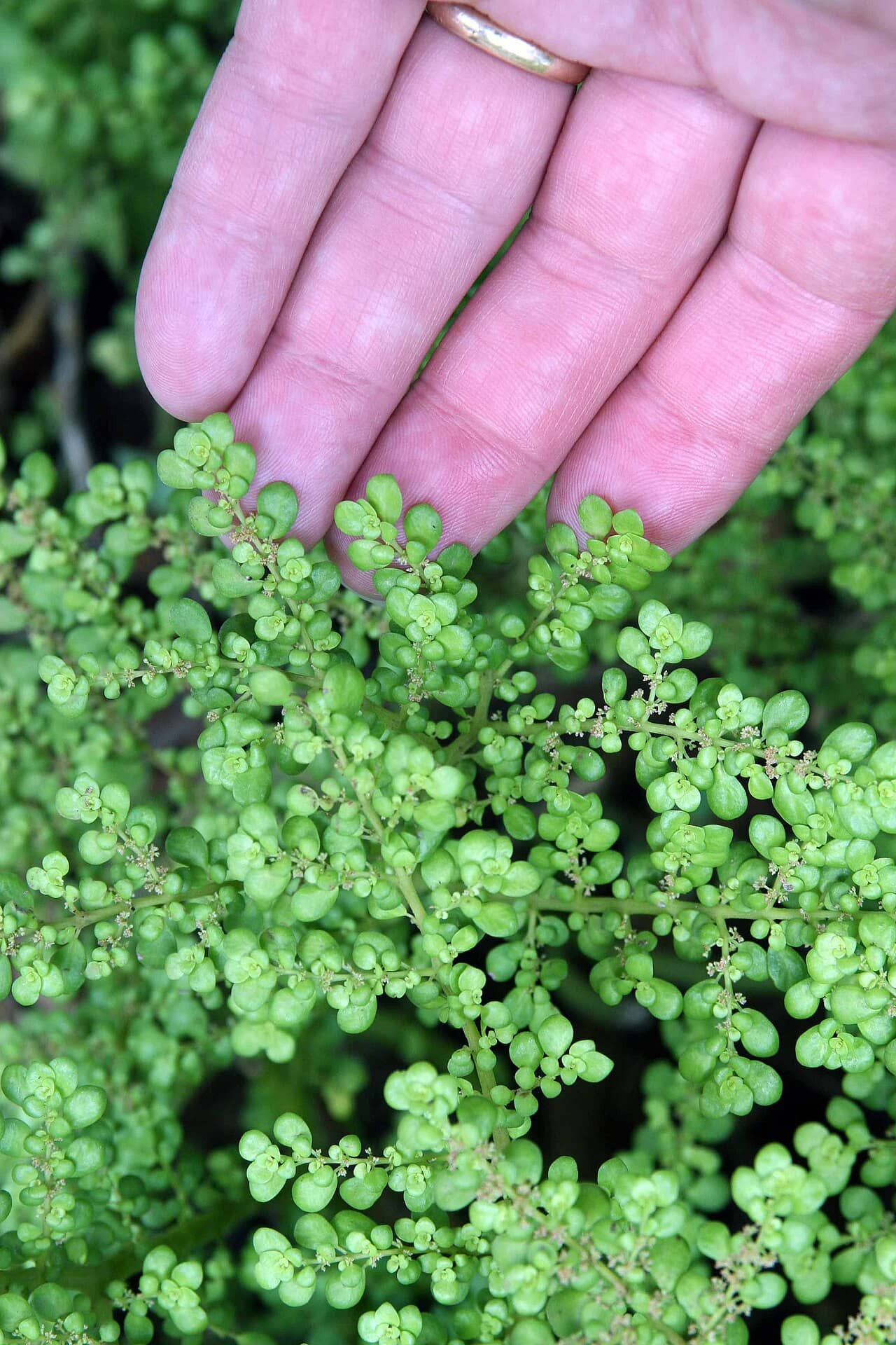 Angeloweed (Pilea microphylla), the whole plant.