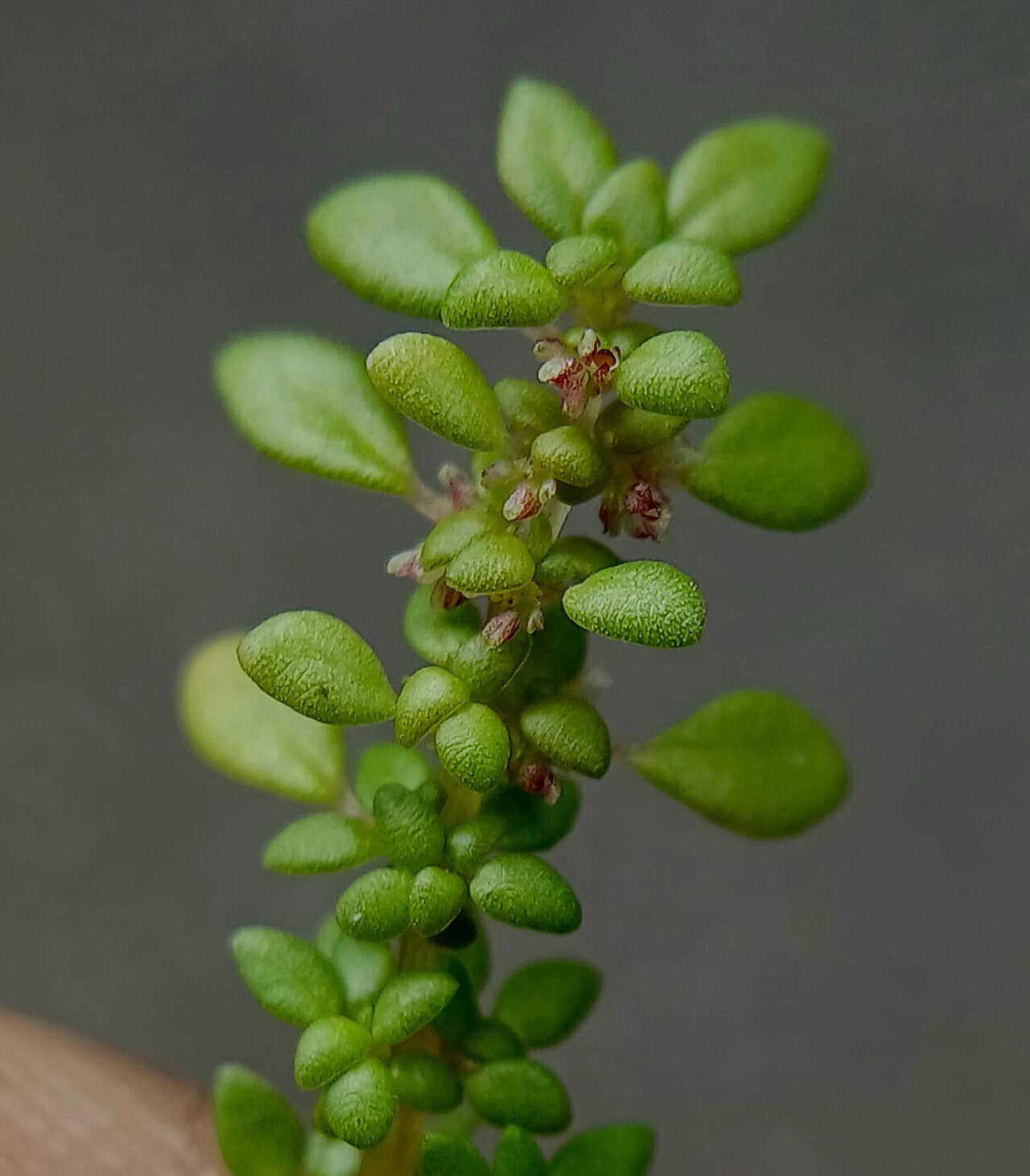 Close view of Angeloweed (Pilea microphylla) foliage.