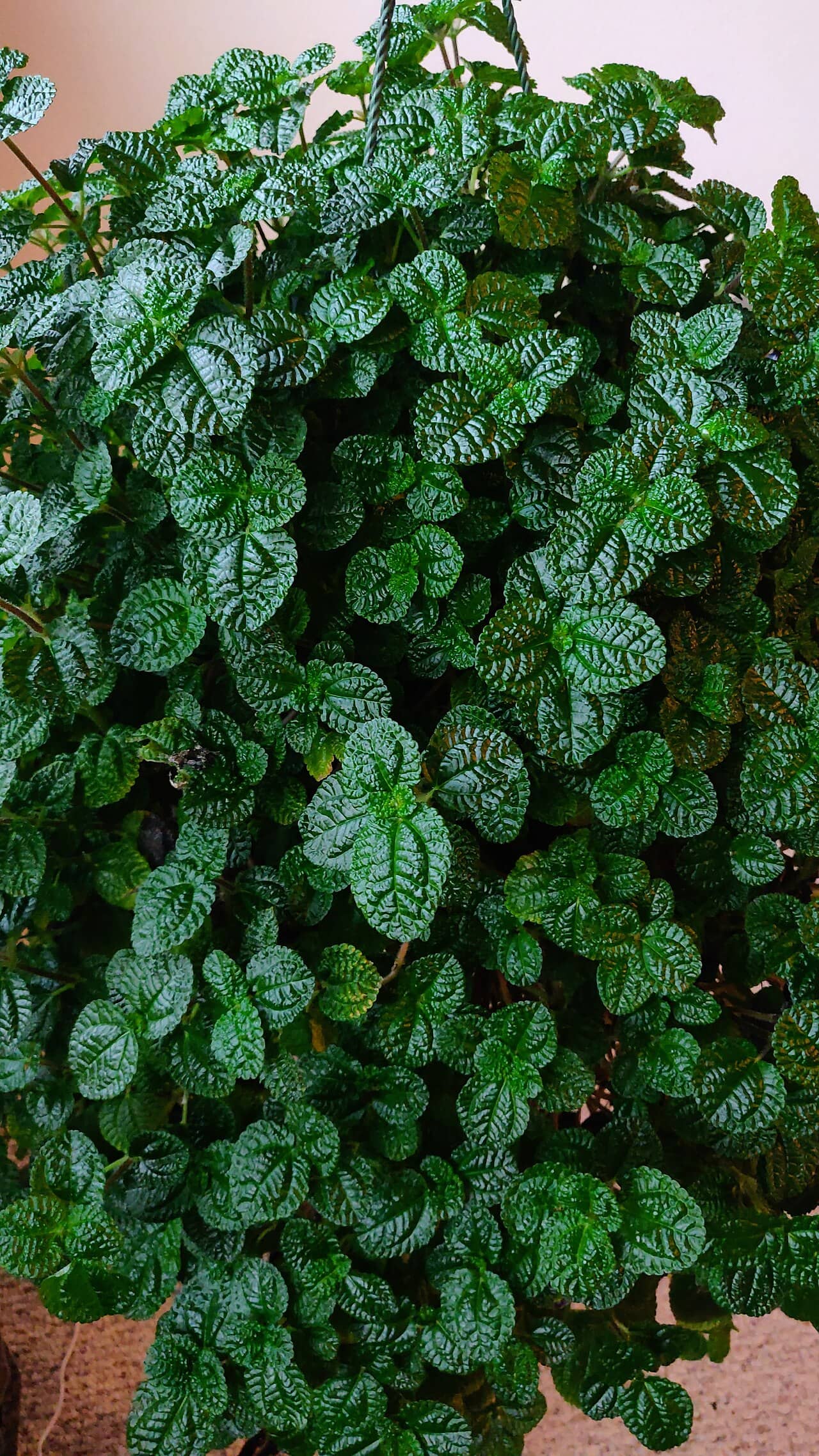 Creeping Charlie (Pilea nummulariifolia), the whole plant.