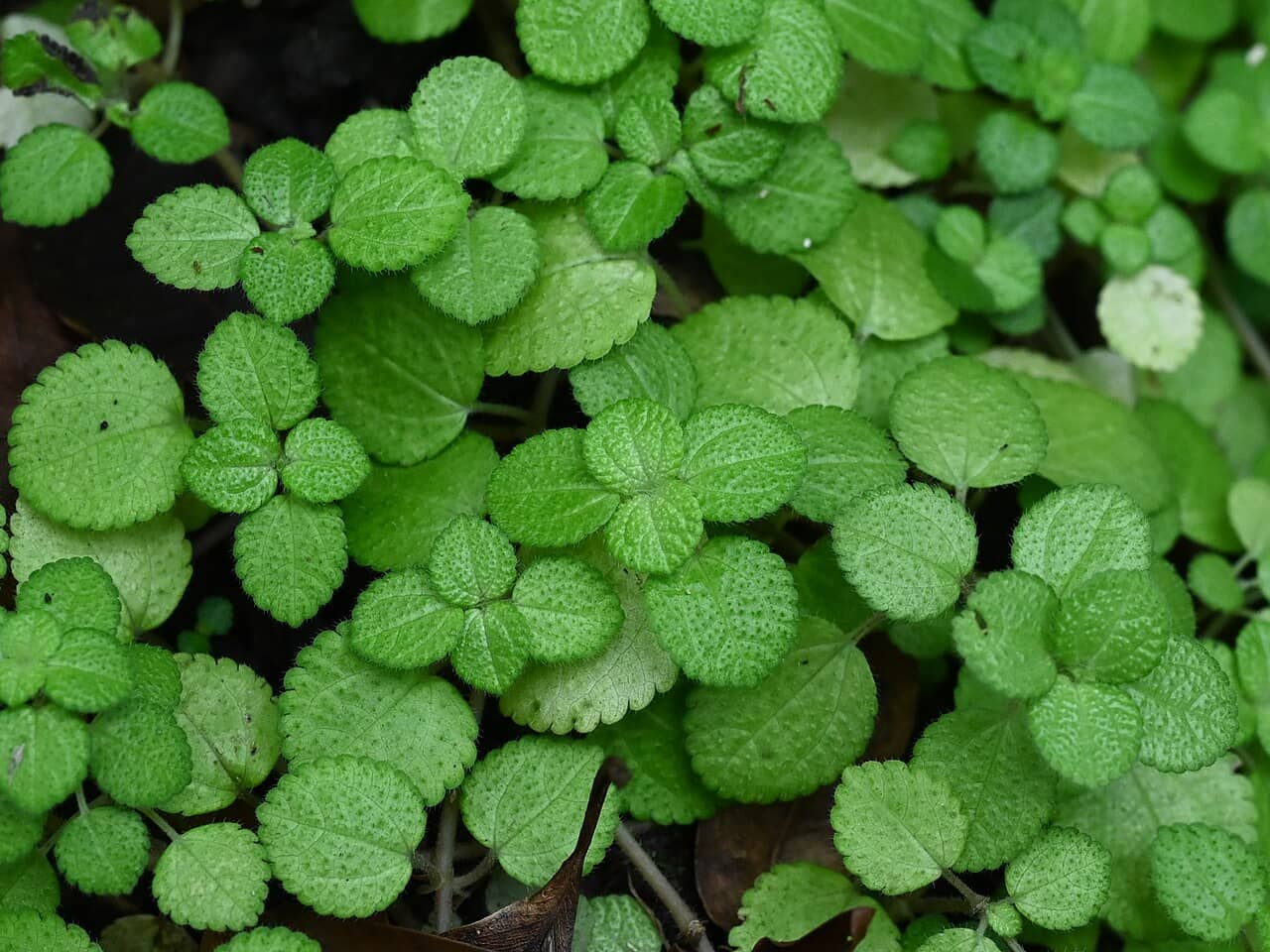 Close view of Creeping Charlie (Pilea nummulariifolia) foliage.