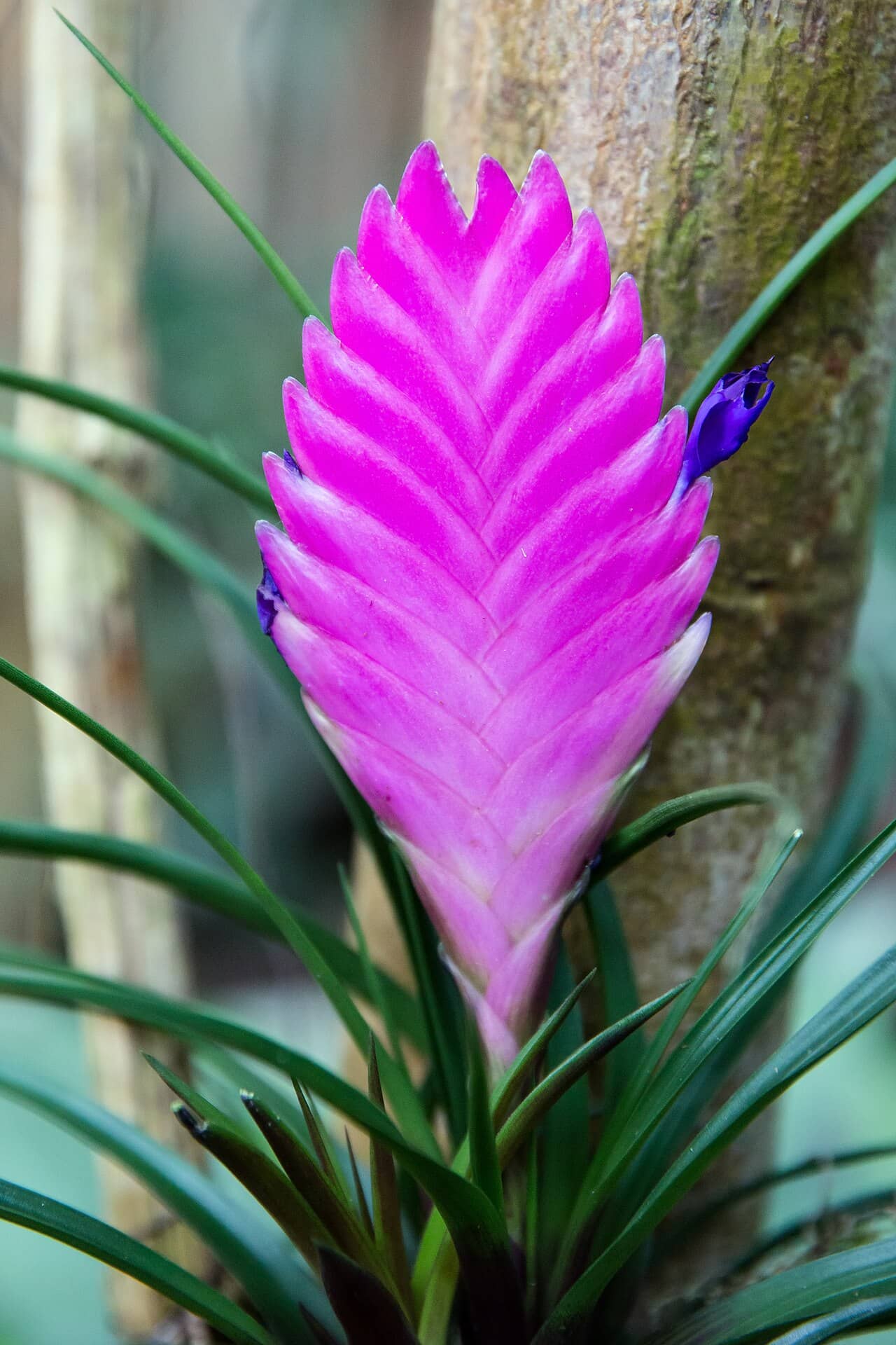 Pink quill (Tillandsia cyanea), the whole plant.