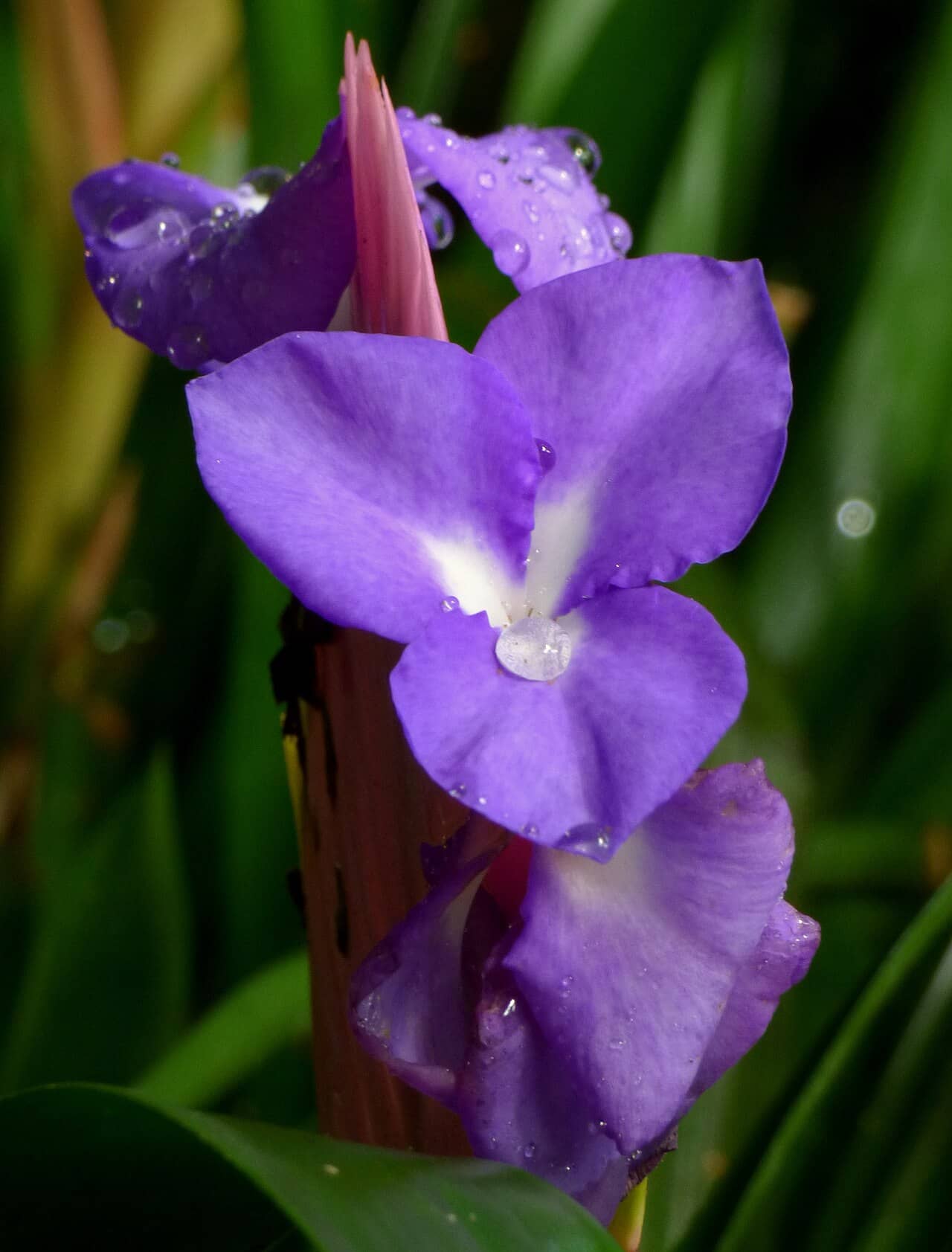 Flowers of Pink quill (Tillandsia cyanea).