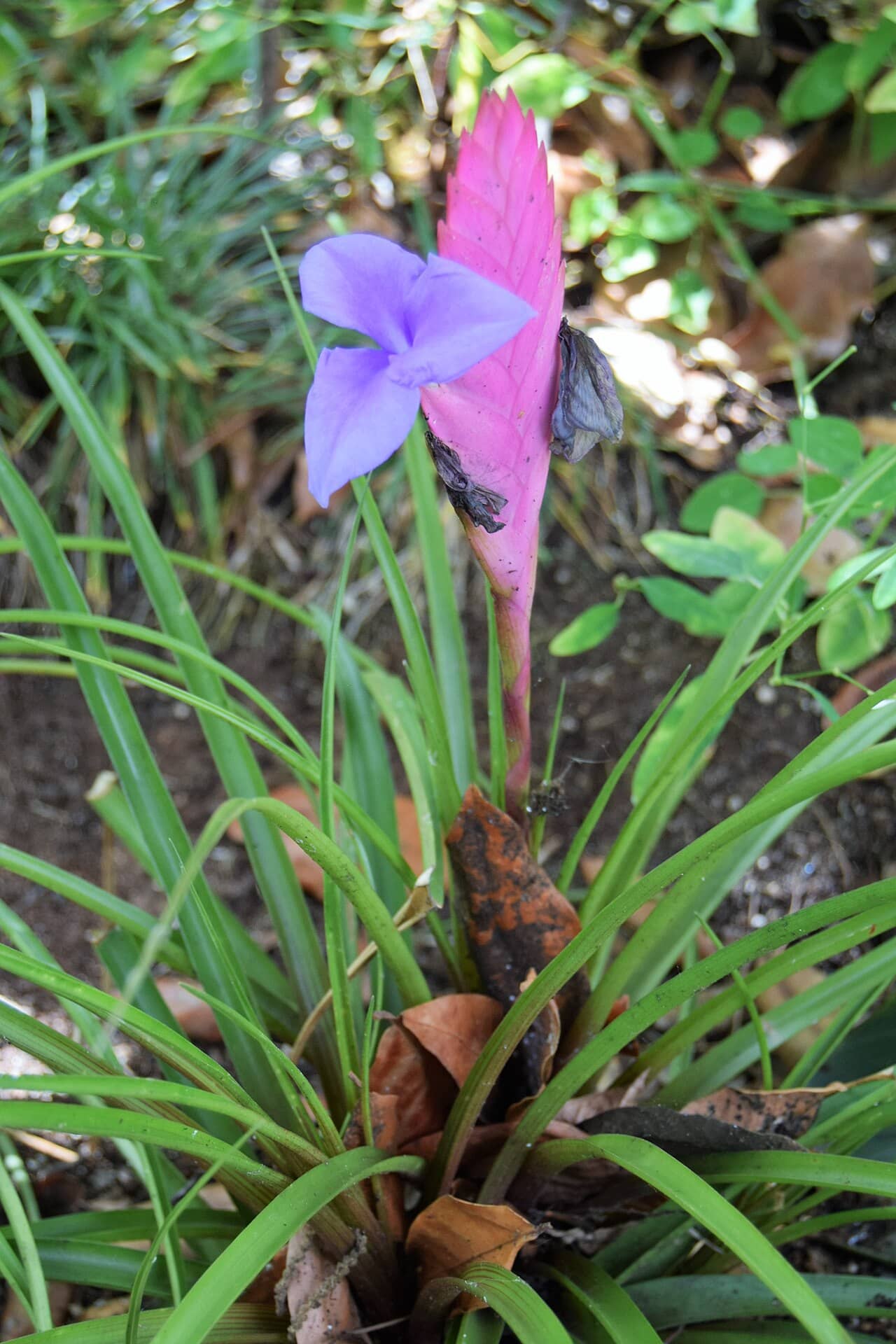 Pink quill (Tillandsia cyanea) growing wild.