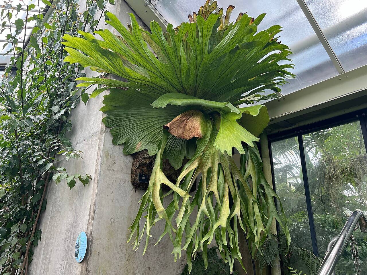 Staghorn fern (Platycerium superbum), the whole plant.