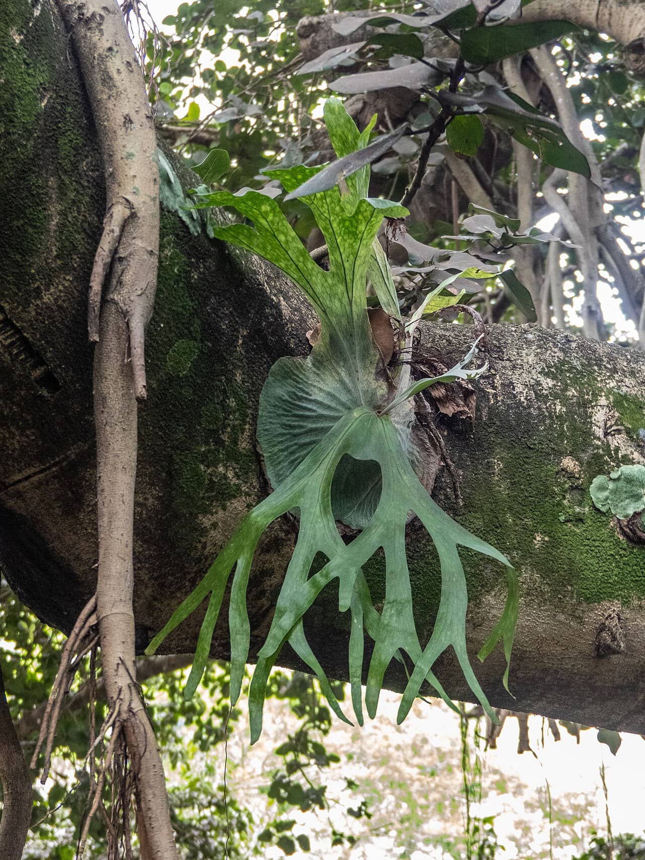 Staghorn fern (Platycerium superbum) growing wild.