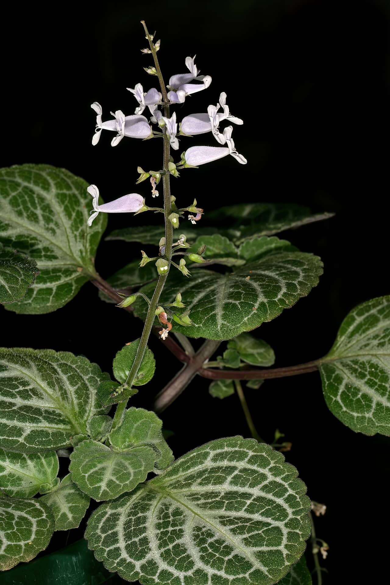 Plectranthus oertendahlii (Plectranthus oertendahlii), the whole plant.