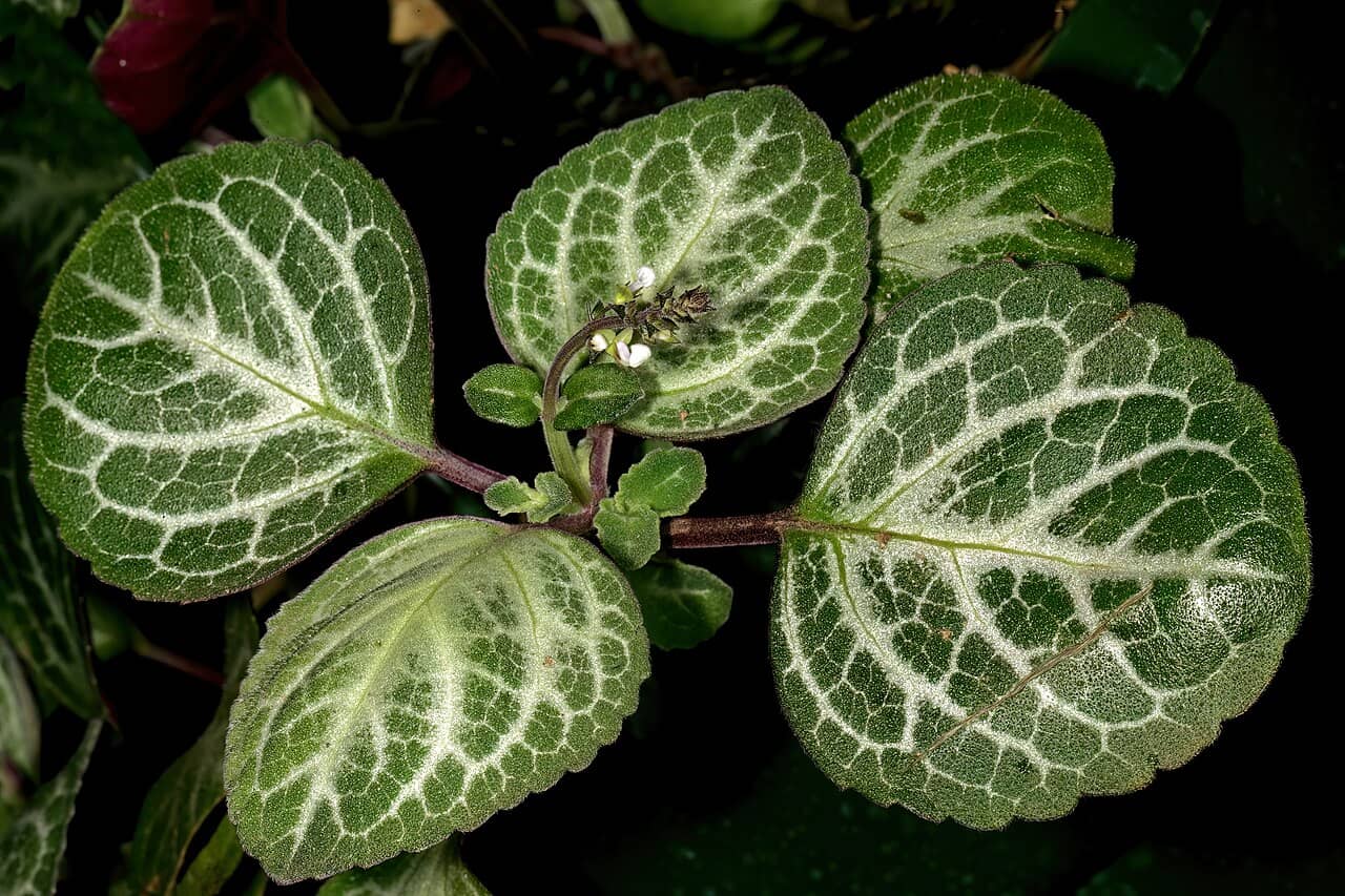 Close view of Plectranthus oertendahlii (Plectranthus oertendahlii) foliage.