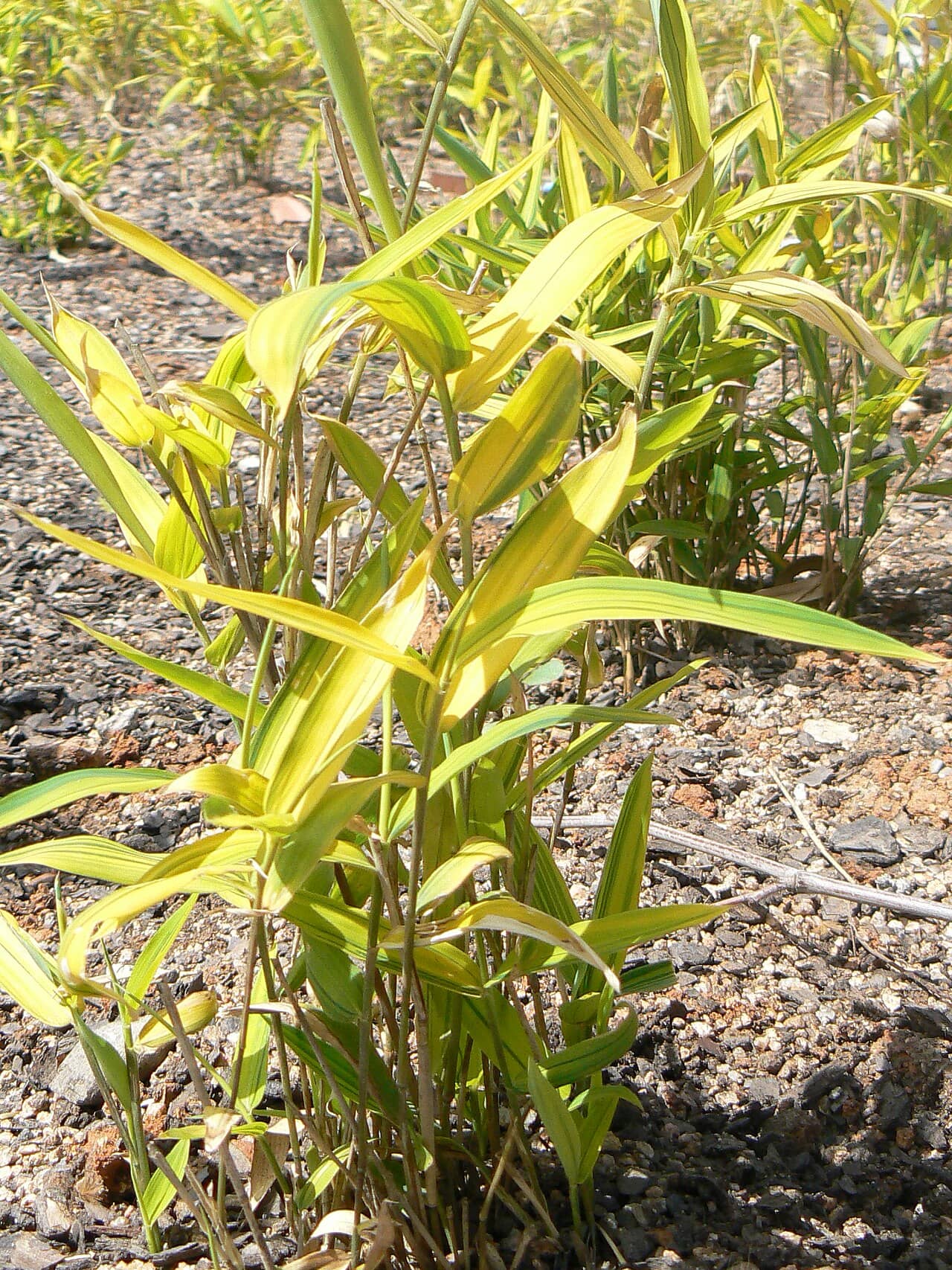 Pleioblastus viridistriatus (Pleioblastus viridistriatus), the whole plant.