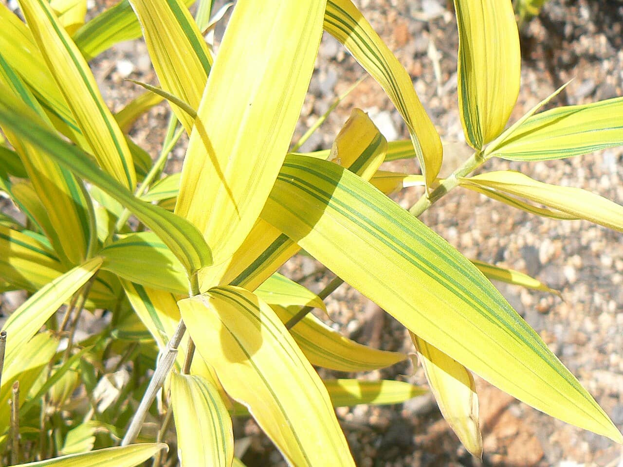 Close view of Pleioblastus viridistriatus (Pleioblastus viridistriatus) foliage.