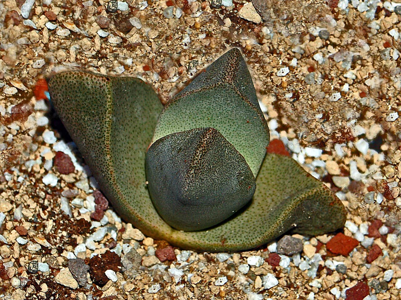 African Living Rock (Pleiospilos bolusii), the whole plant.