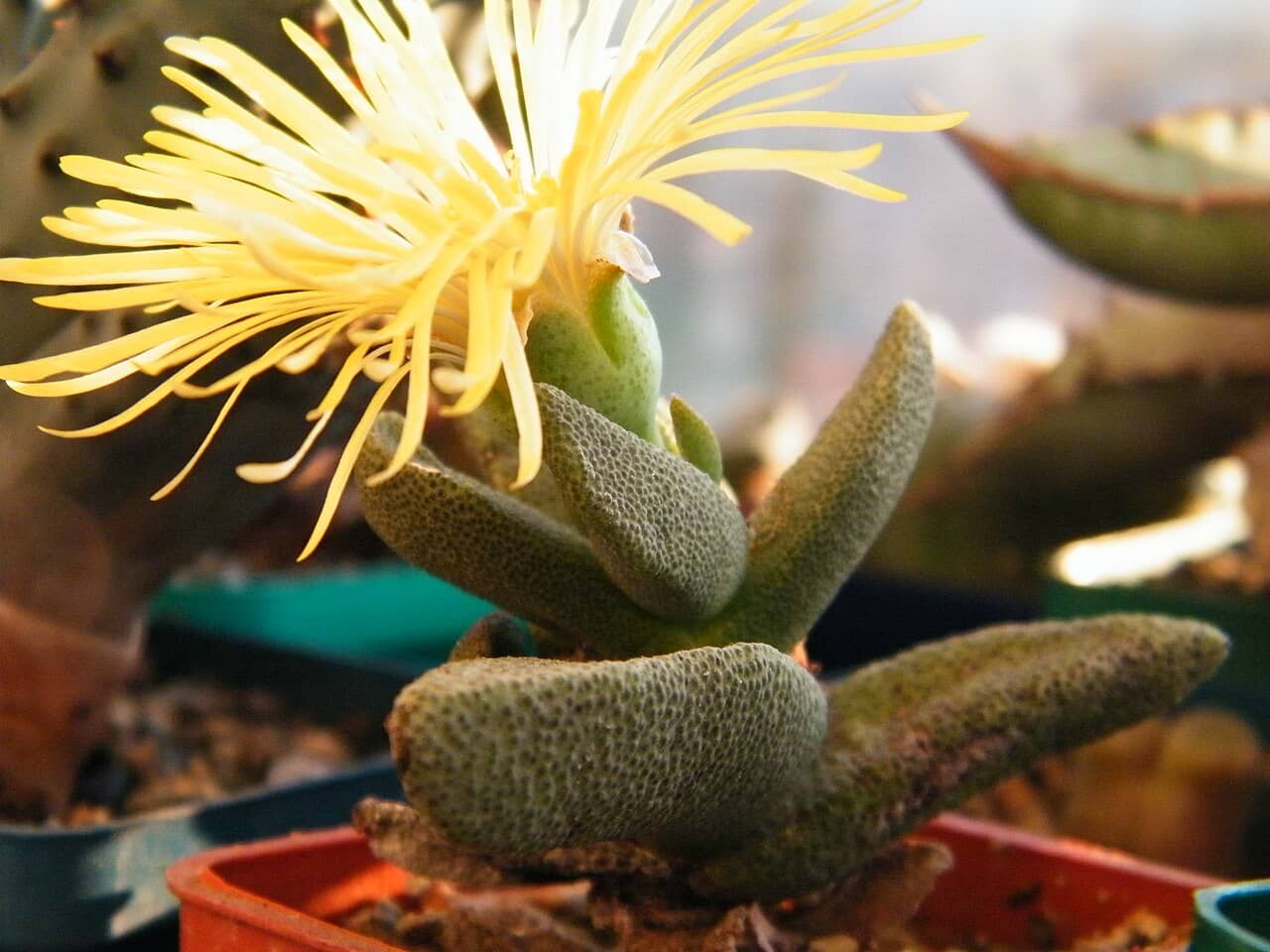 Flowers of African Living Rock (Pleiospilos bolusii).