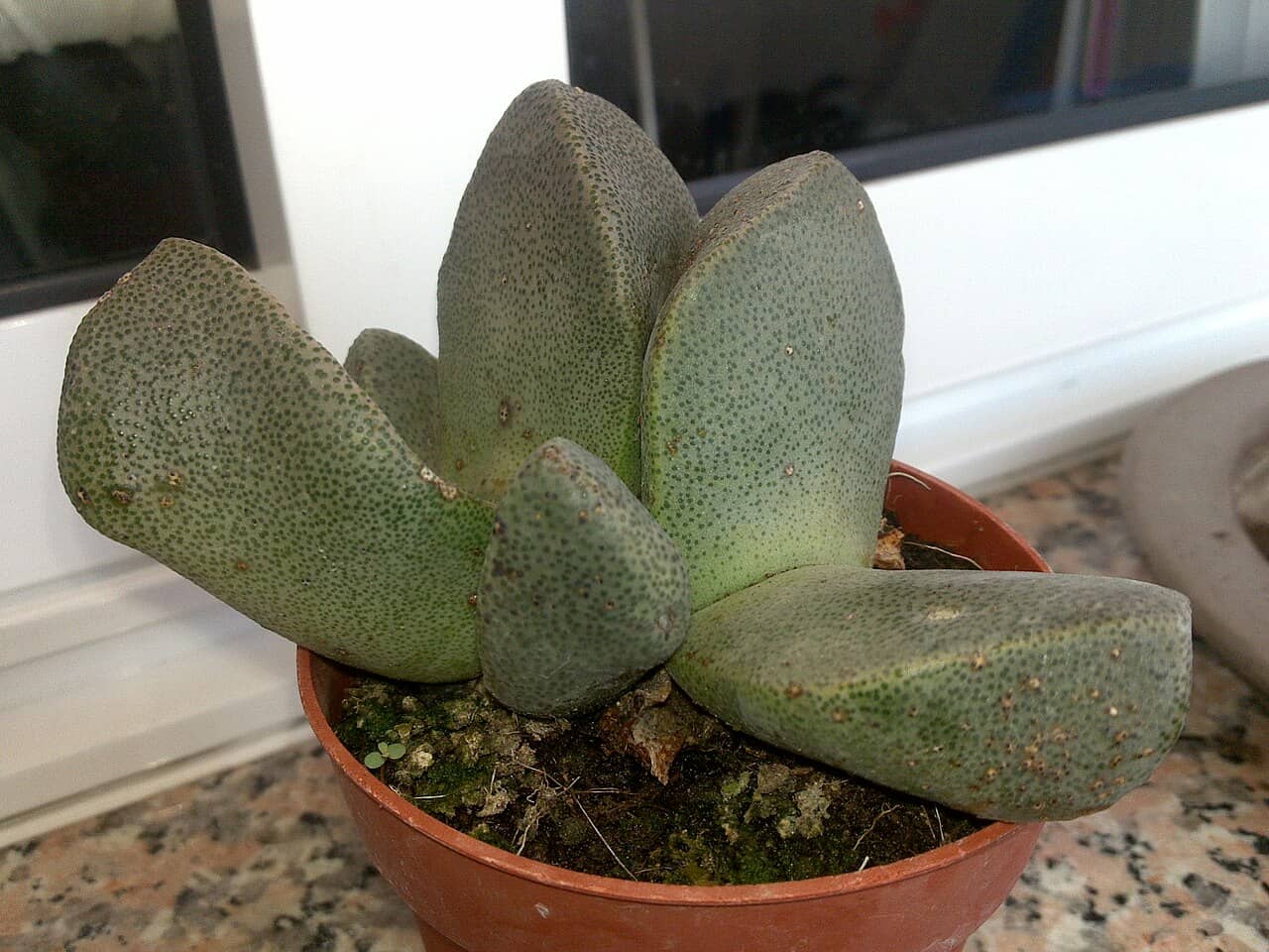 African Living Rock (Pleiospilos bolusii) growing in a pot.