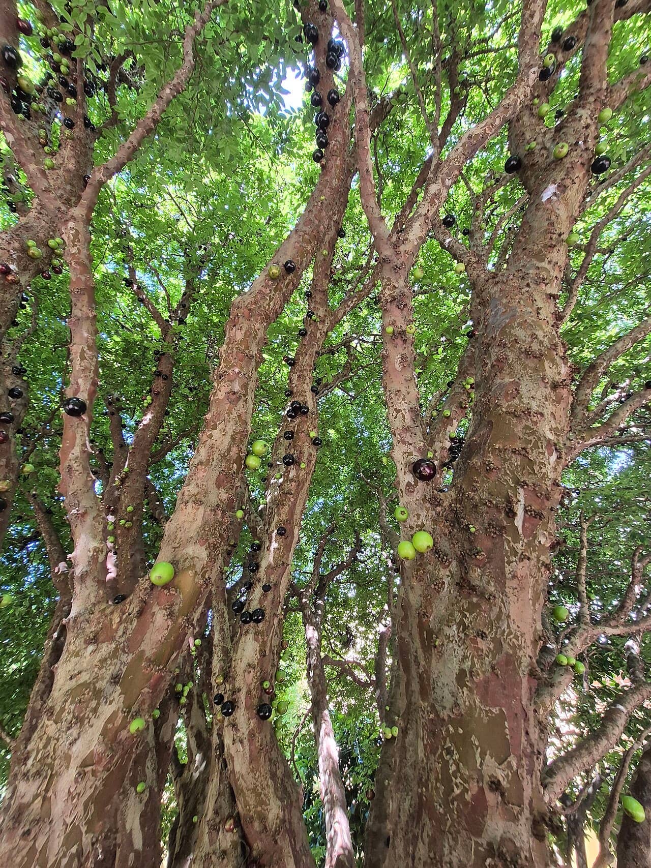 Brazilian Grapetree (Plinia cauliflora), the whole plant.