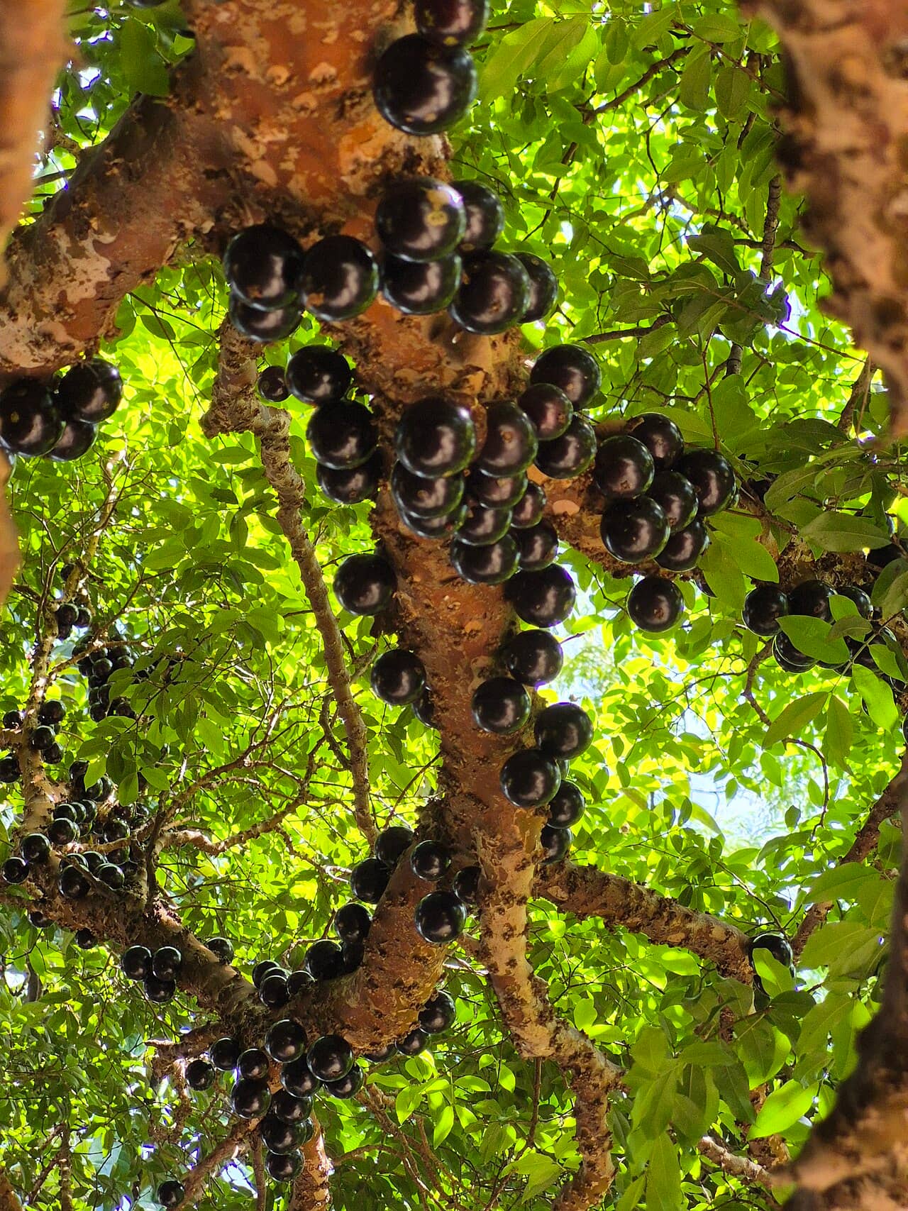 Close view of Brazilian Grapetree (Plinia cauliflora) foliage.