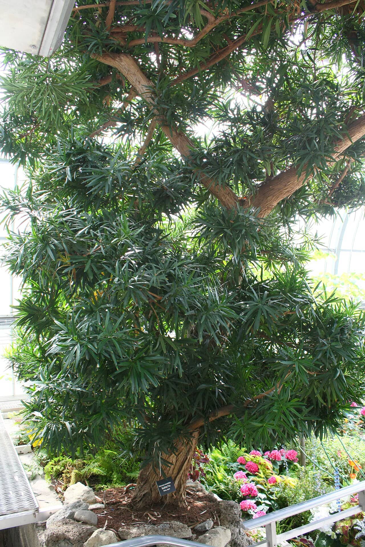 Buddist Pine (Podocarpus macrophyllus), the whole plant.