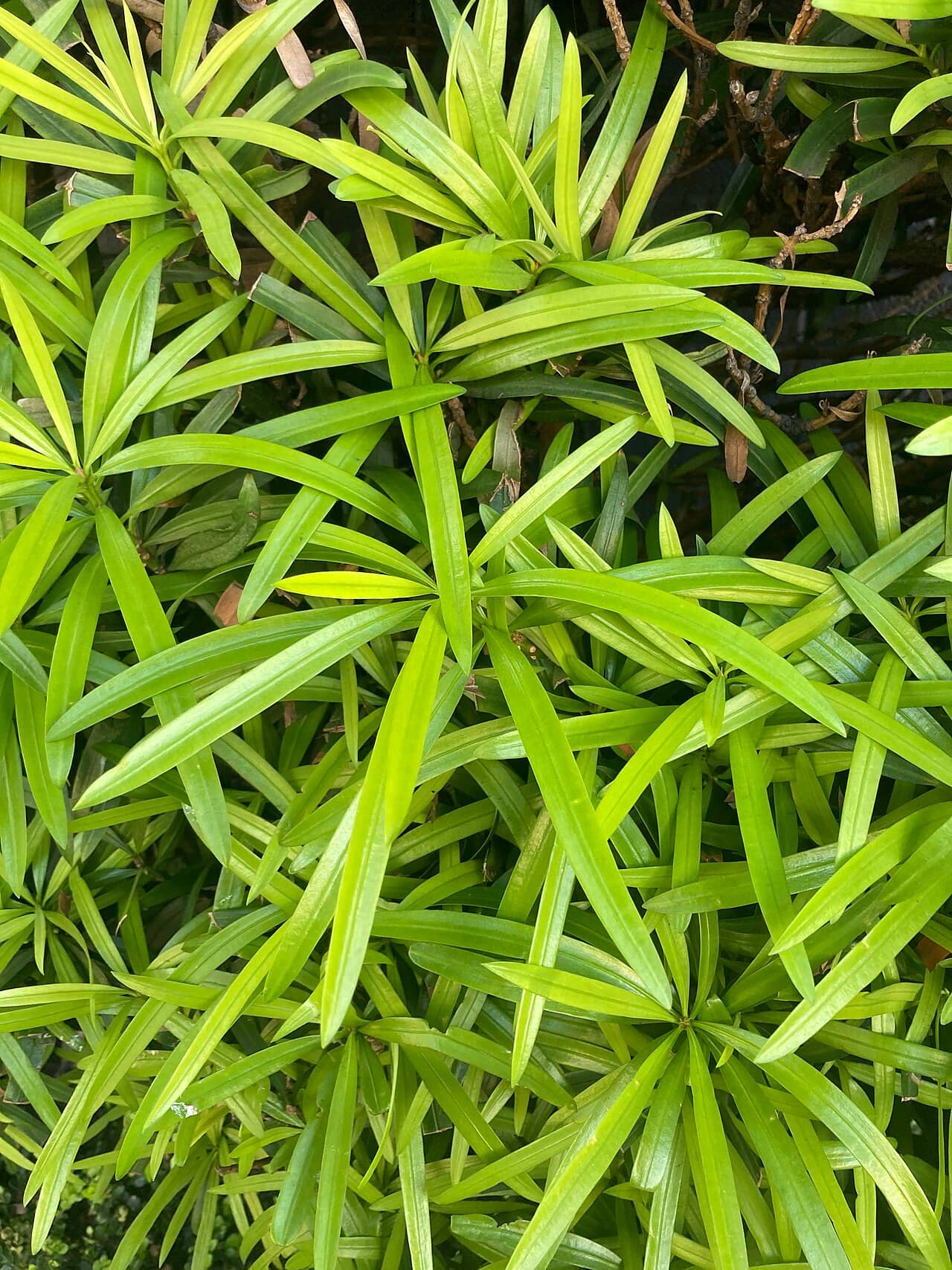 Close view of Buddist Pine (Podocarpus macrophyllus) foliage.