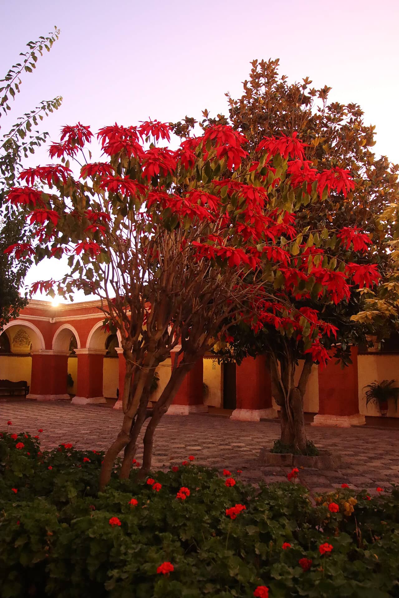 Poinsettia (Euphorbia pulcherrima), the whole plant.
