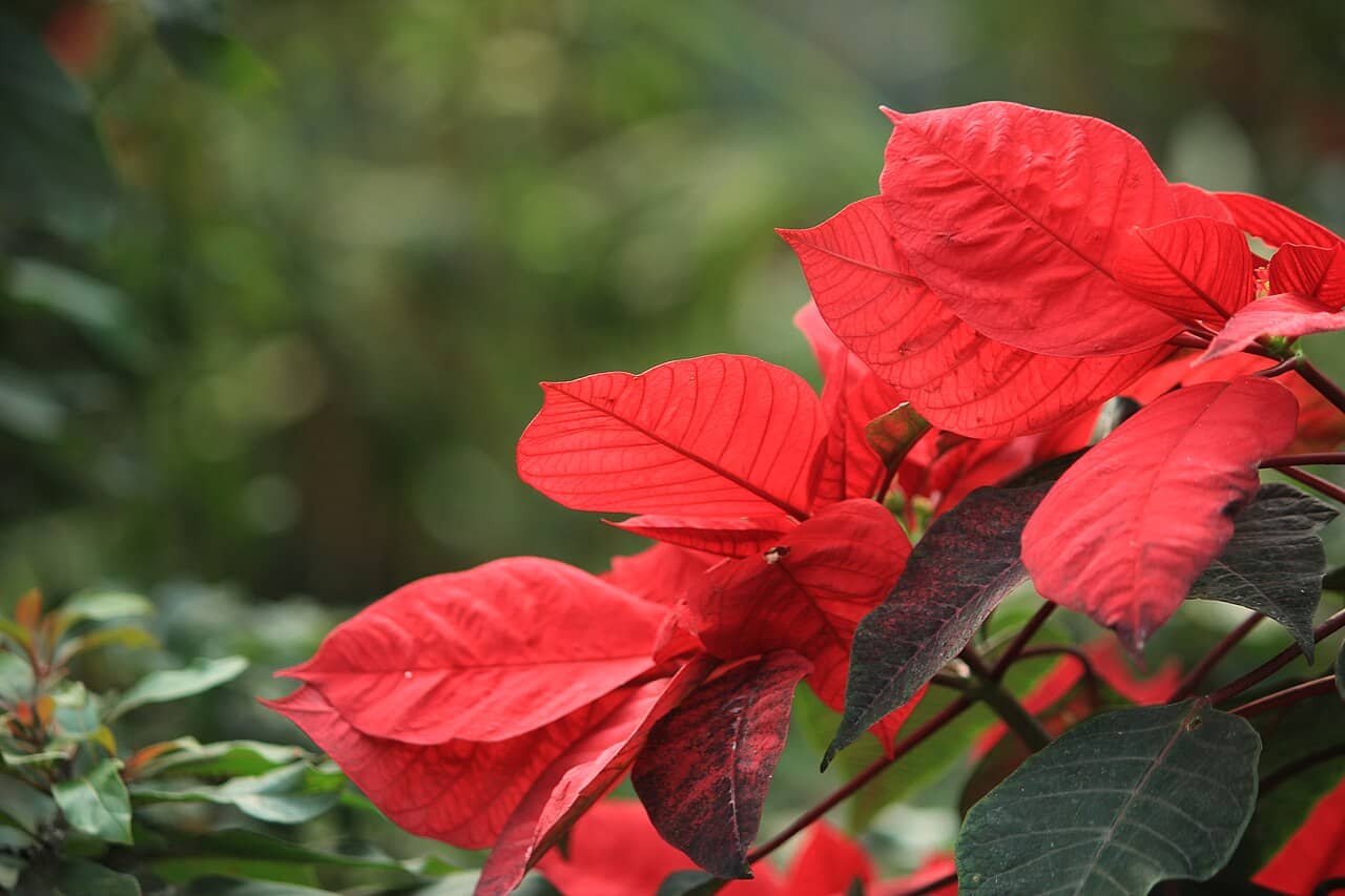 Flowers of Poinsettia (Euphorbia pulcherrima).