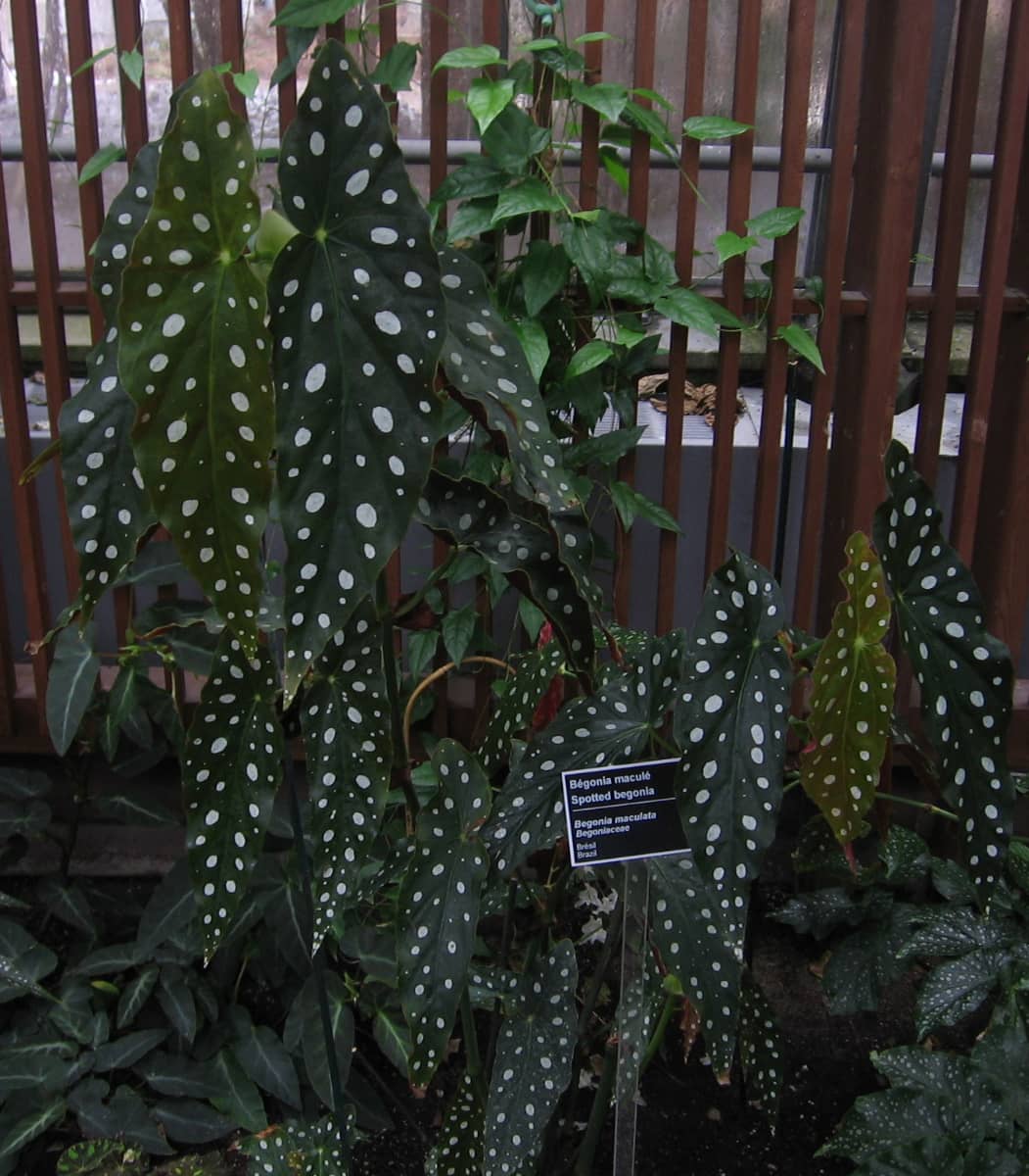Polka dot begonia (Begonia maculata), the whole plant.