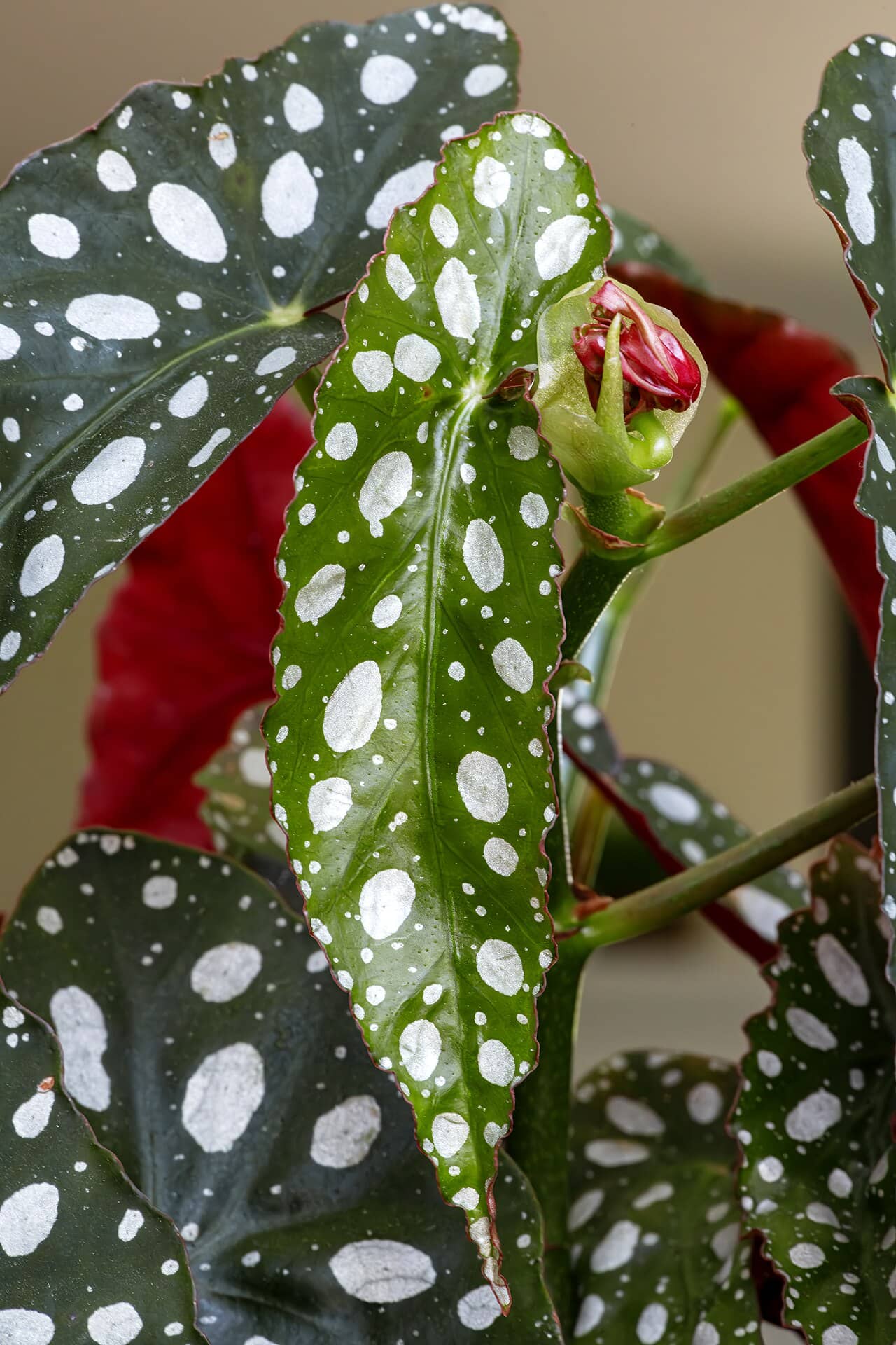 Close view of Polka dot begonia (Begonia maculata) foliage.
