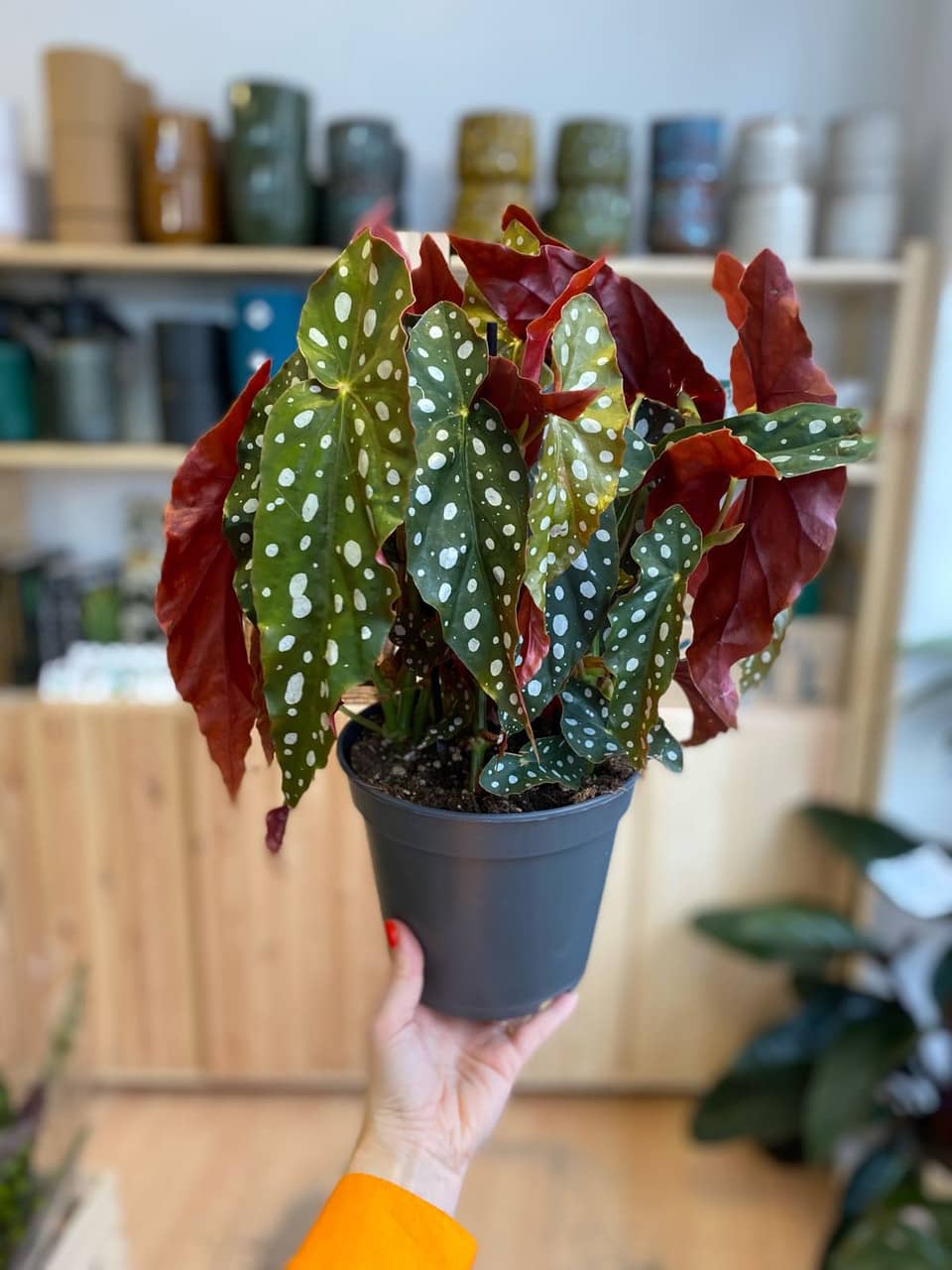 Polka dot begonia (Begonia maculata) growing in a pot.