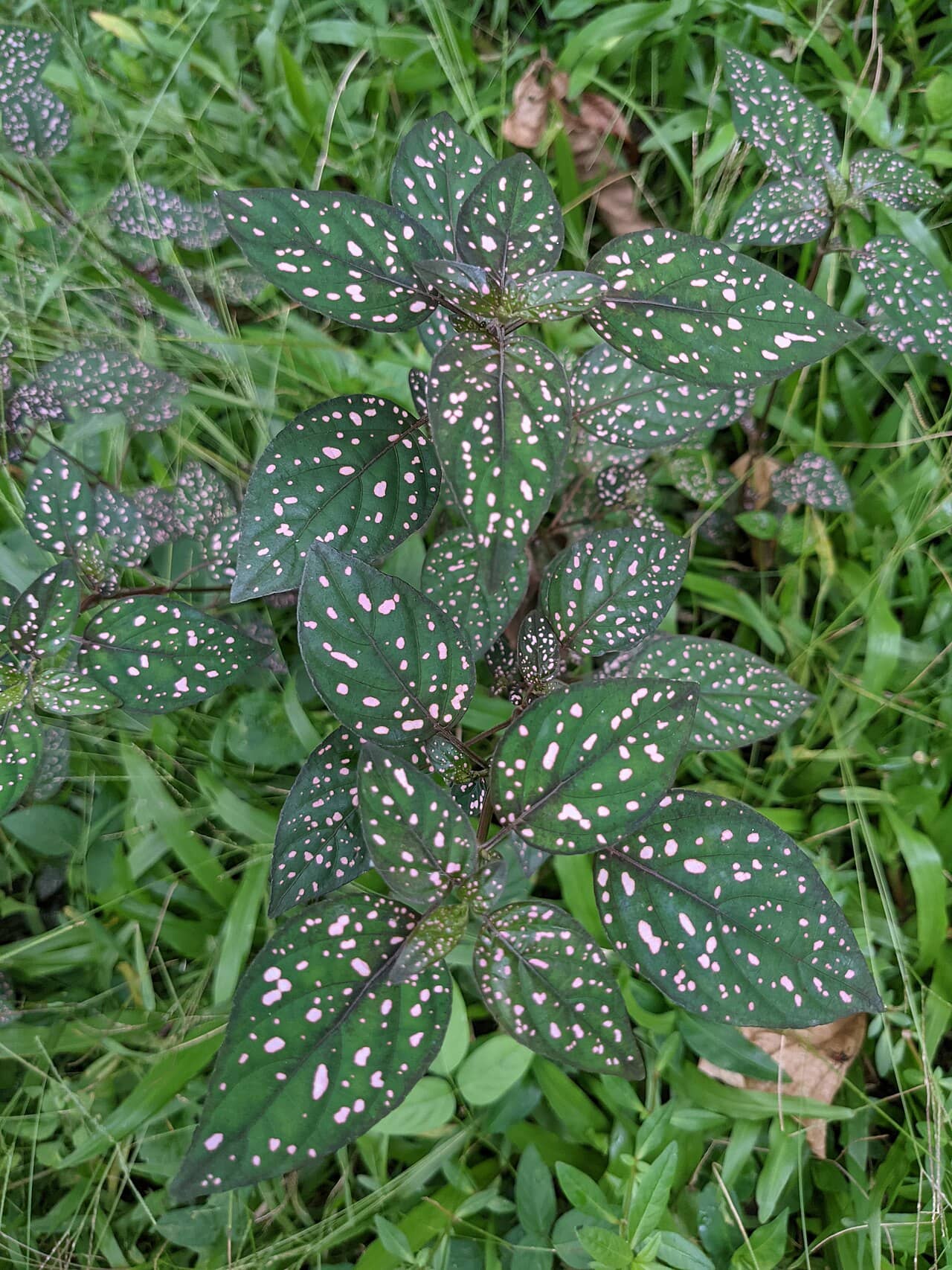 Polka dot plant (Hypoestes phyllostachya), the whole plant.