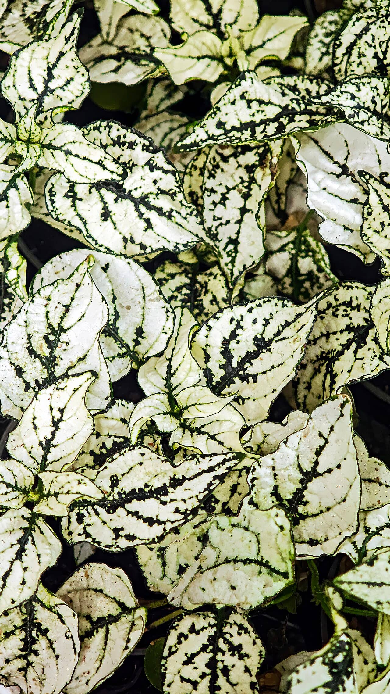 Close view of Polka dot plant (Hypoestes phyllostachya) foliage.