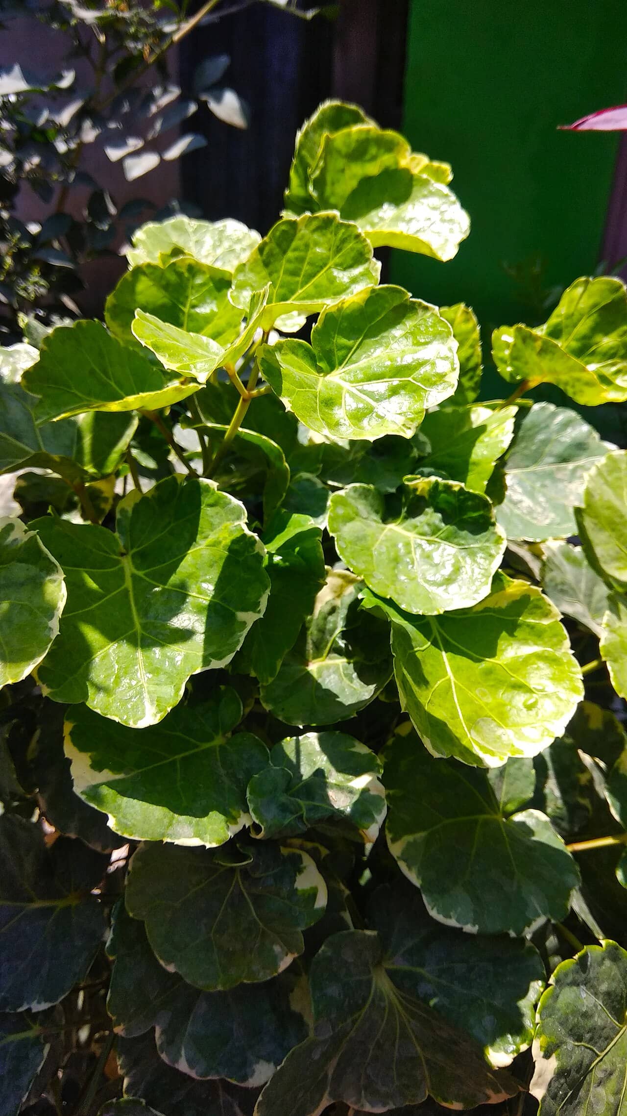 Aralia Balfour (Polyscias balfouriana), the whole plant.