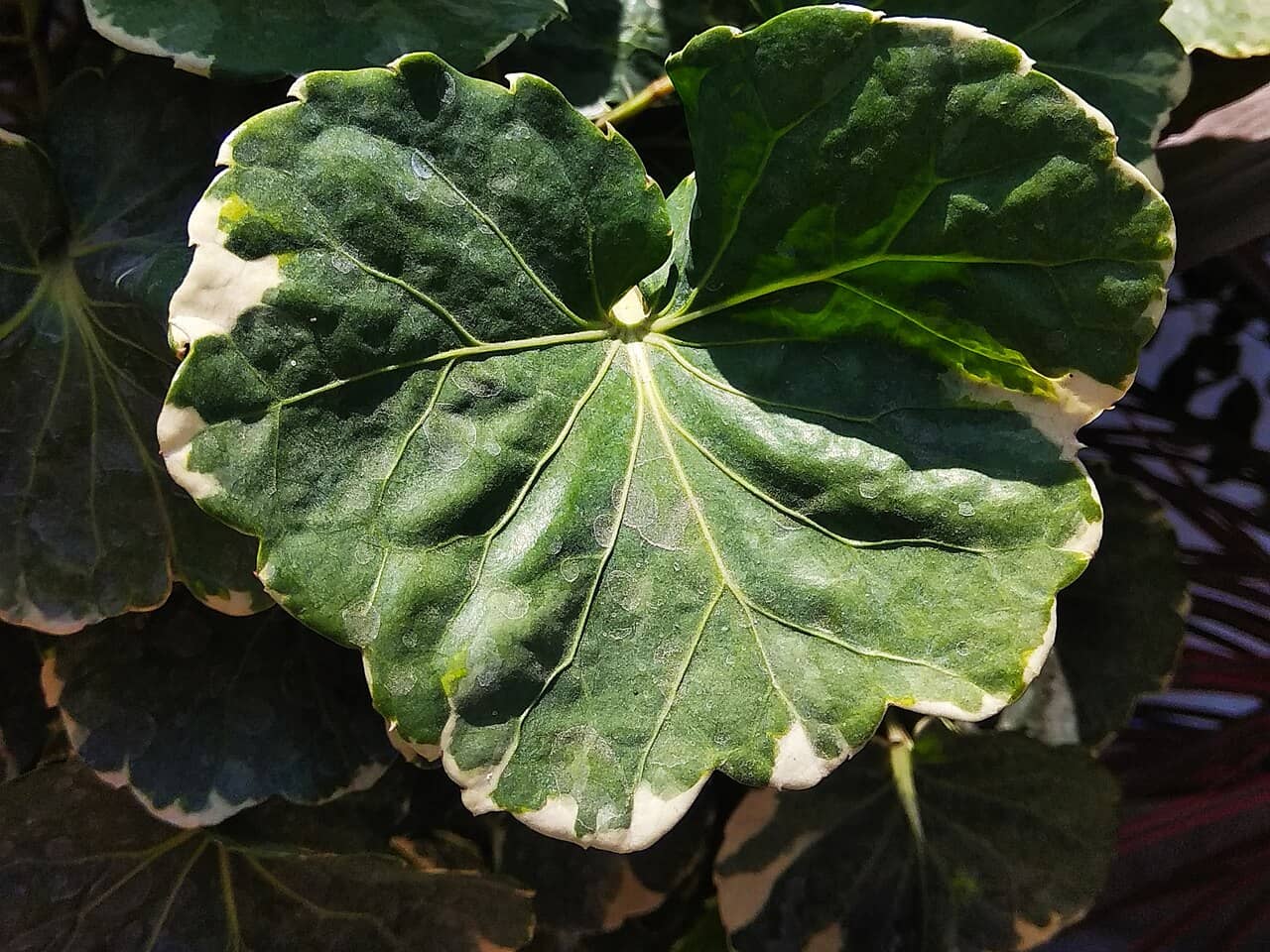 Close view of Aralia Balfour (Polyscias balfouriana) foliage.