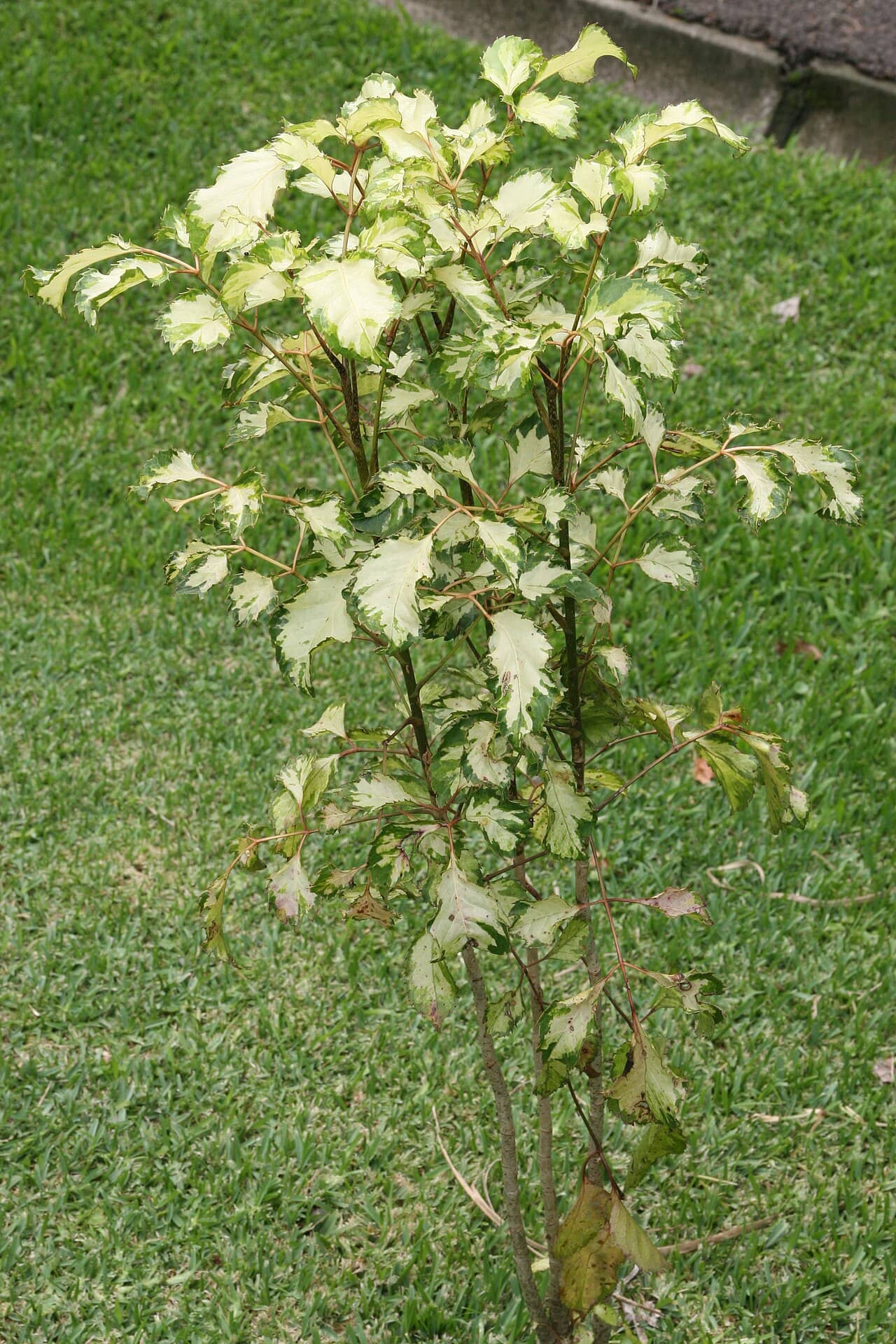 Coffee Tree (Polyscias guilfoylei), the whole plant.