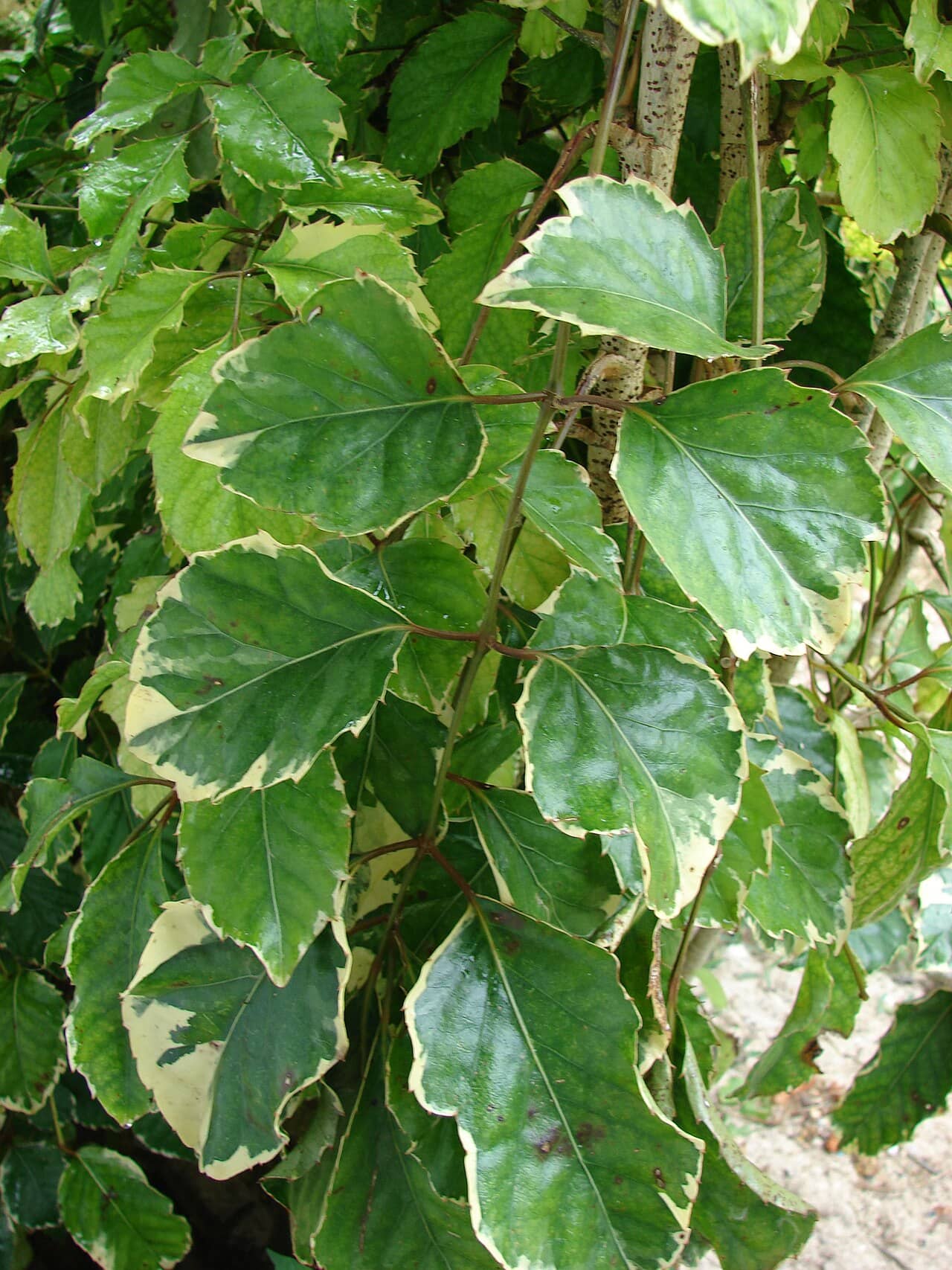 Close view of Coffee Tree (Polyscias guilfoylei) foliage.