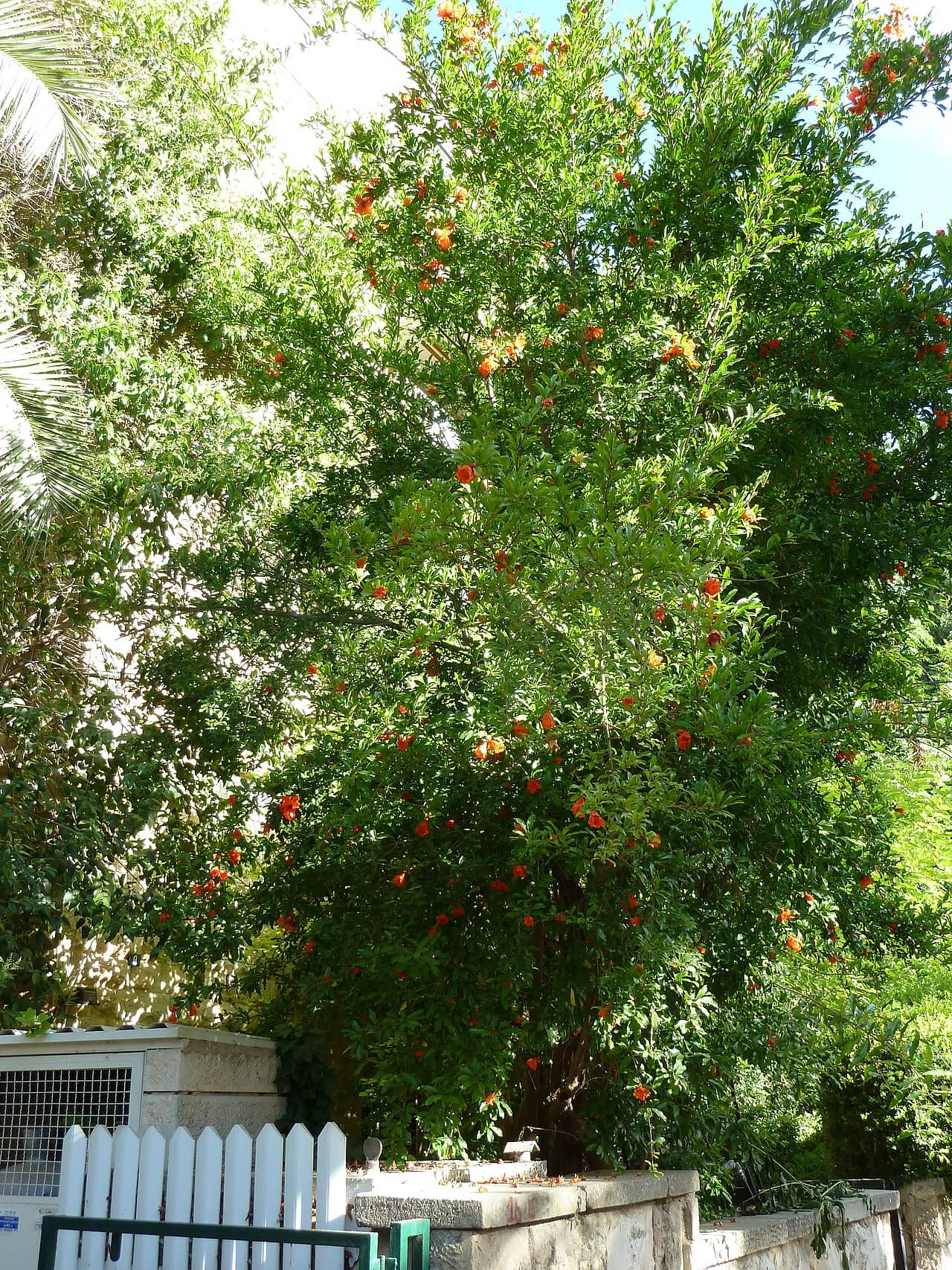 Pomegranate (Punica granatum), the whole plant.