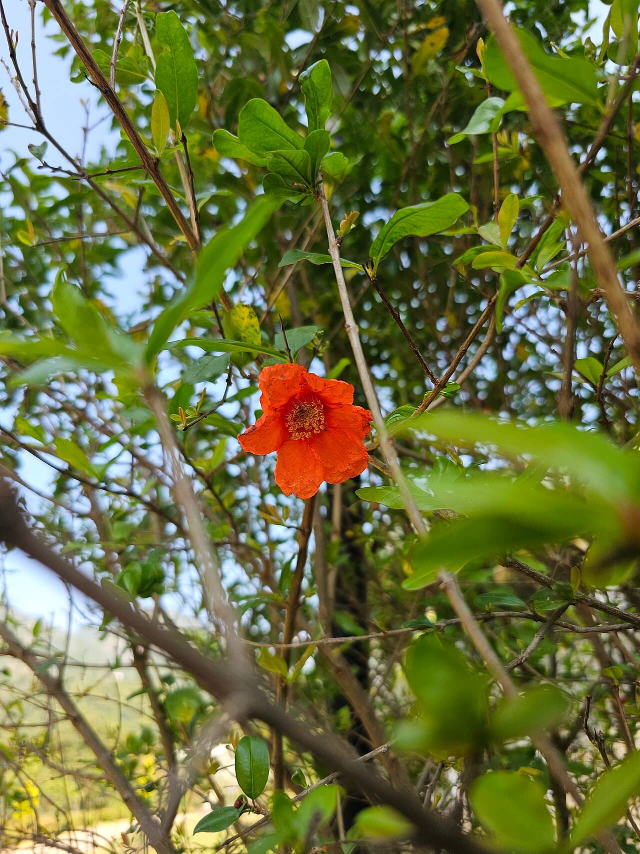 Flowers of Pomegranate (Punica granatum).