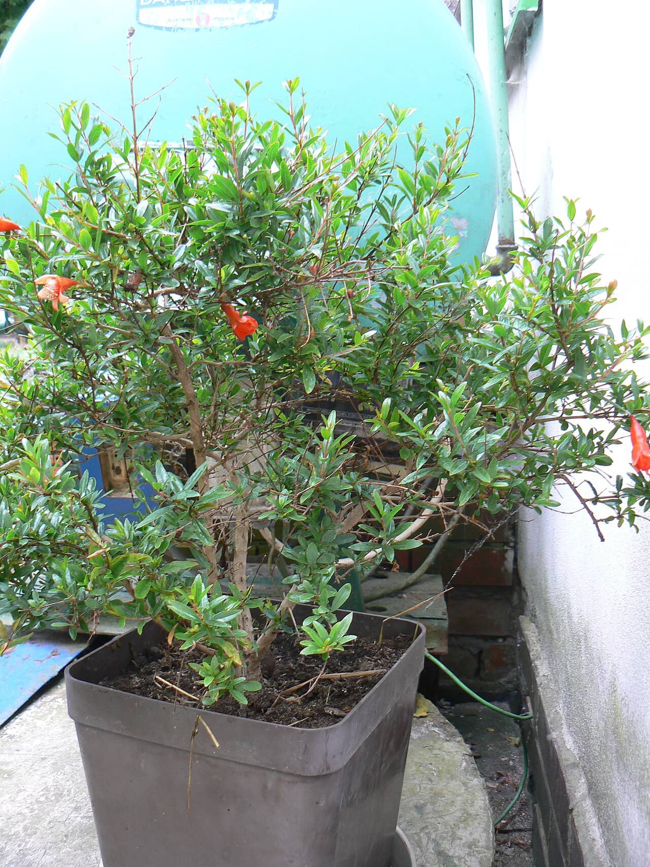 Pomegranate (Punica granatum) growing in a pot.