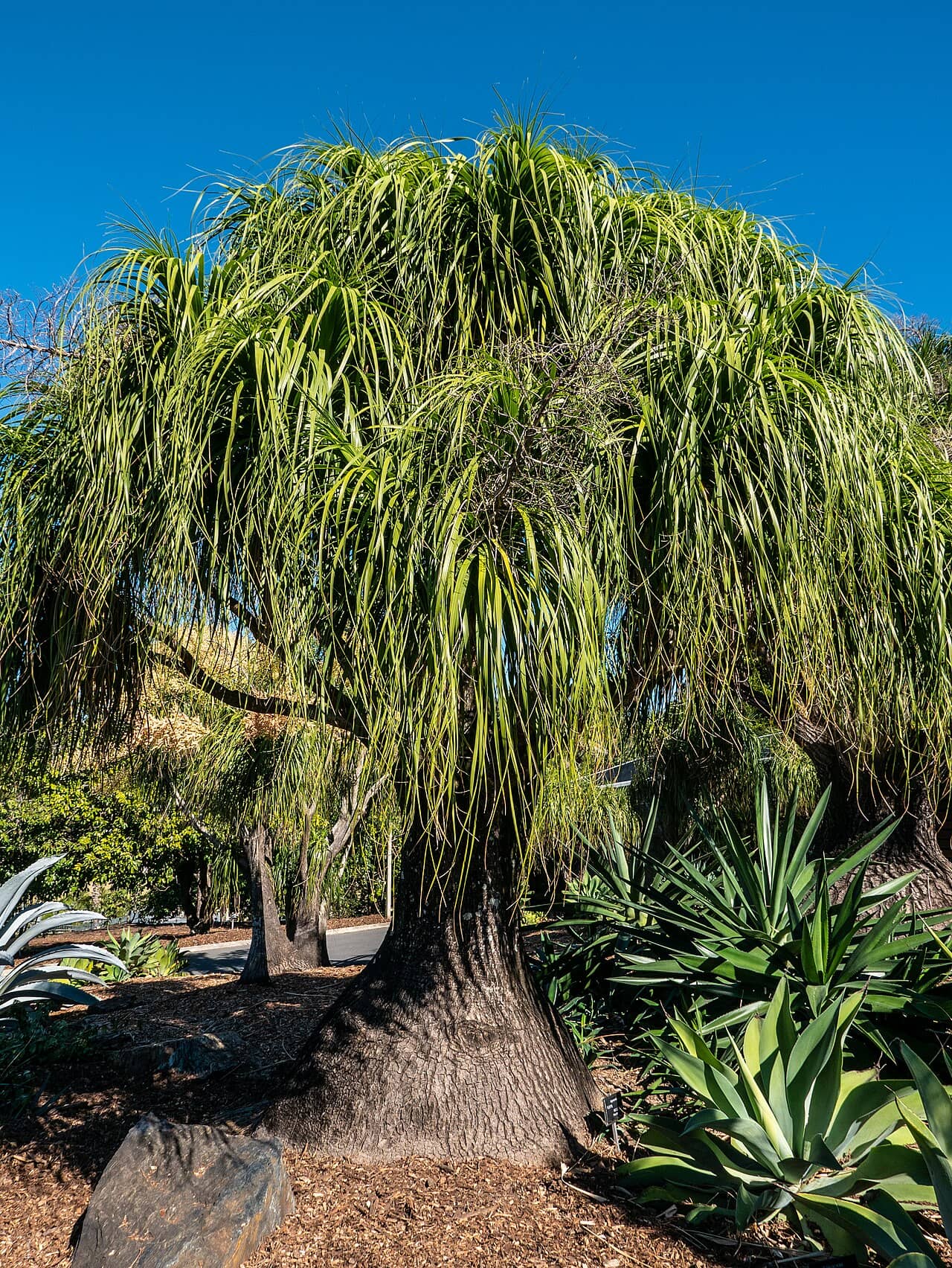 Ponytail palm (Beaucarnea recurvata), the whole plant.