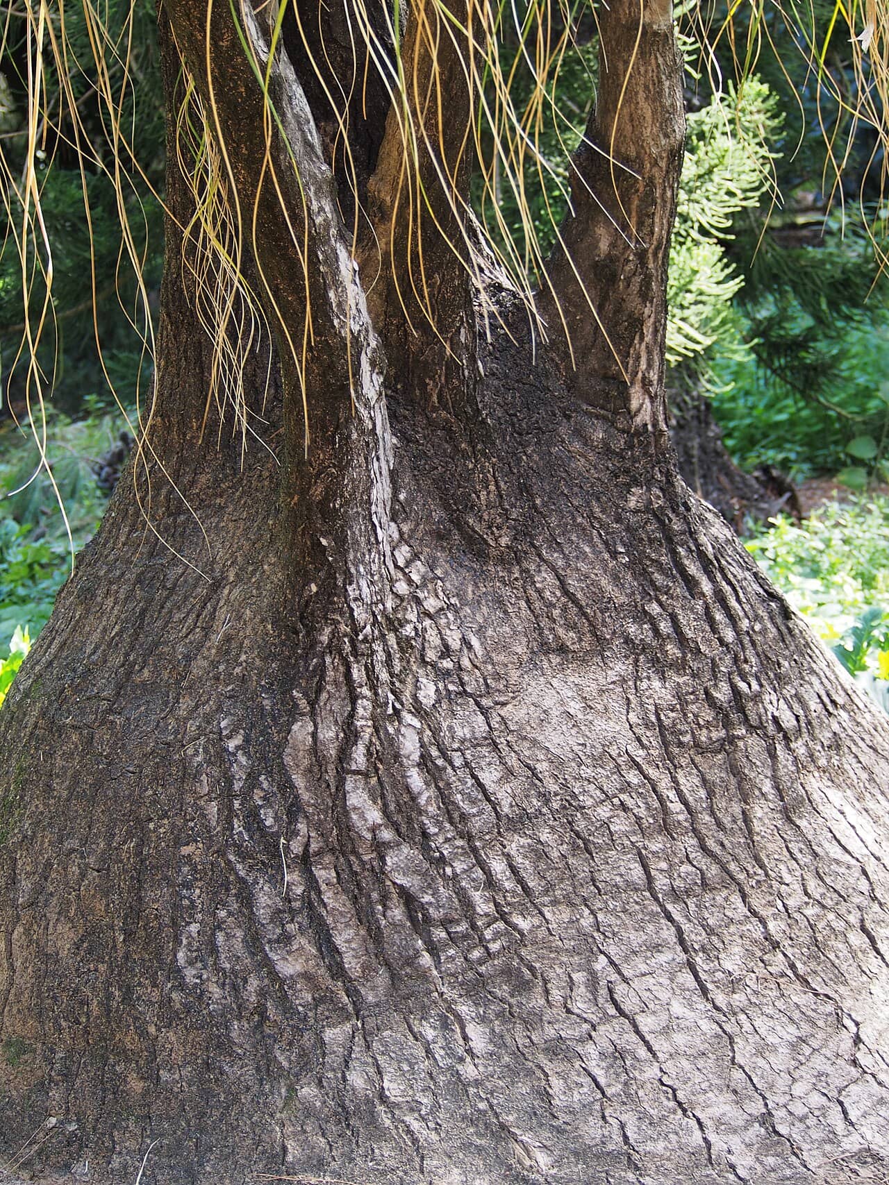 Close view of Ponytail palm (Beaucarnea recurvata) foliage.