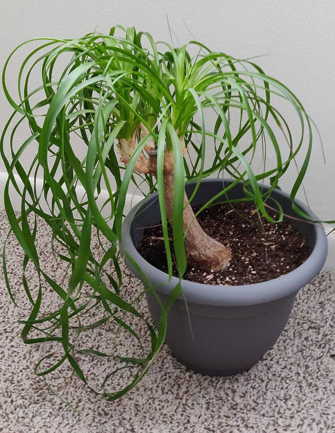 Ponytail palm (Beaucarnea recurvata) growing in a pot.