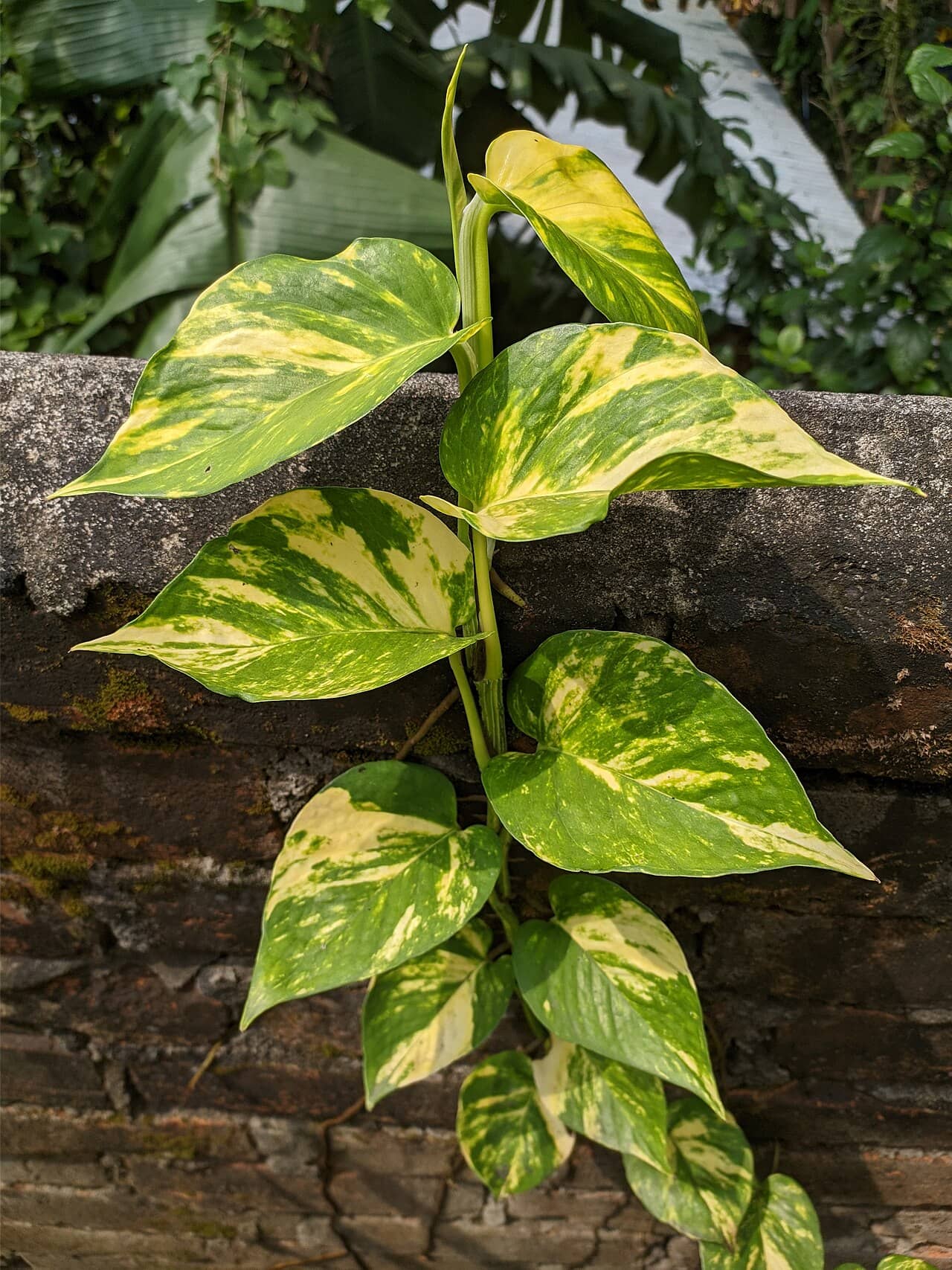 Pothos (Epipremnum aureum), the whole plant.