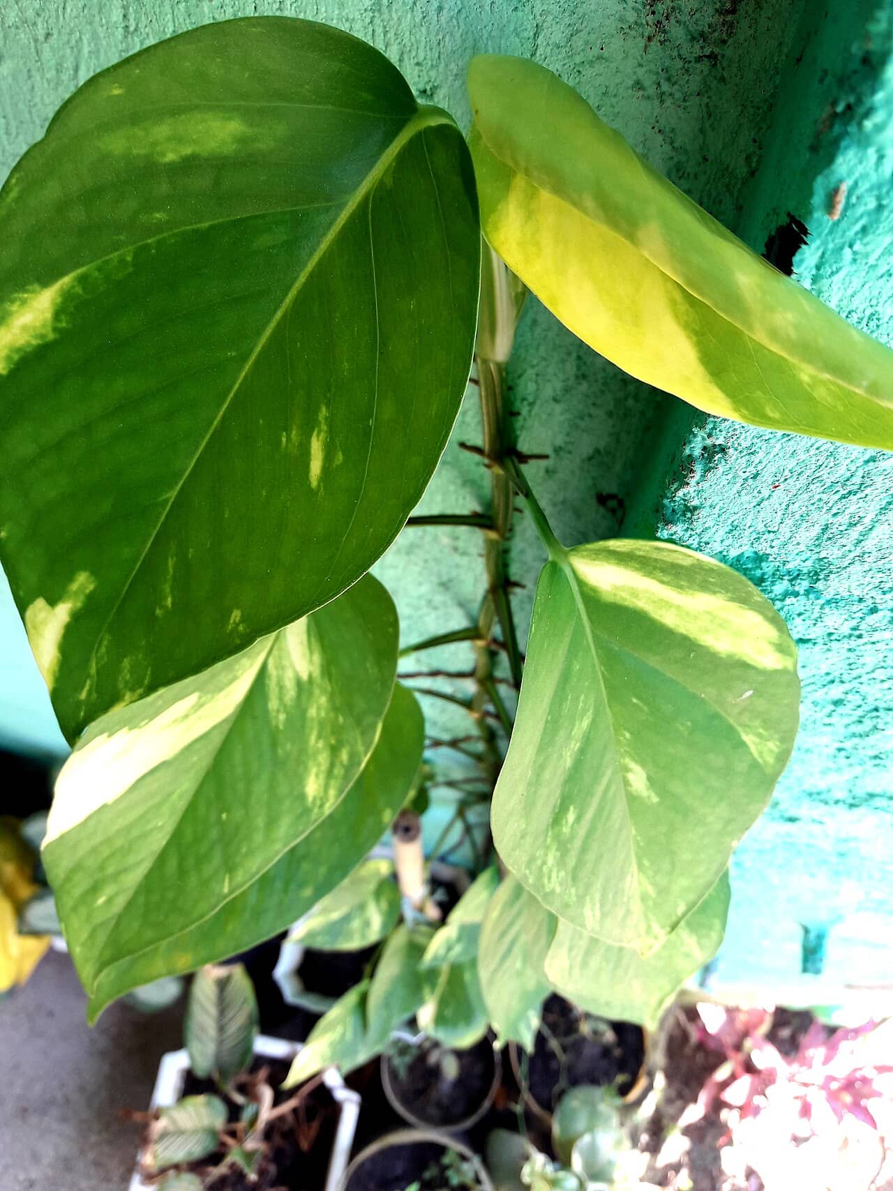 Close view of Pothos (Epipremnum aureum) foliage.