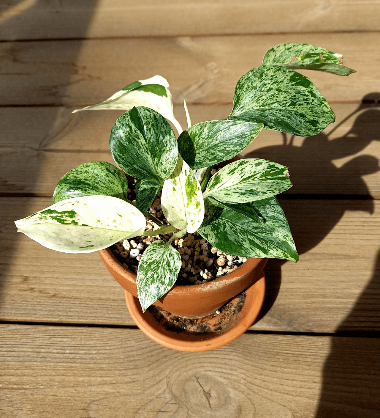 Pothos (Epipremnum aureum) growing in a pot.