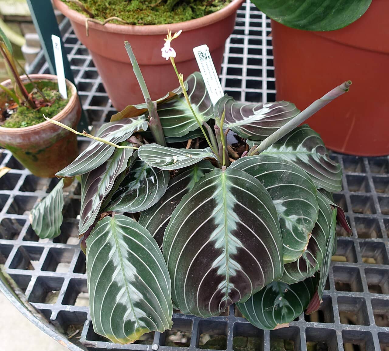 Prayer plant (Maranta leuconeura), the whole plant.